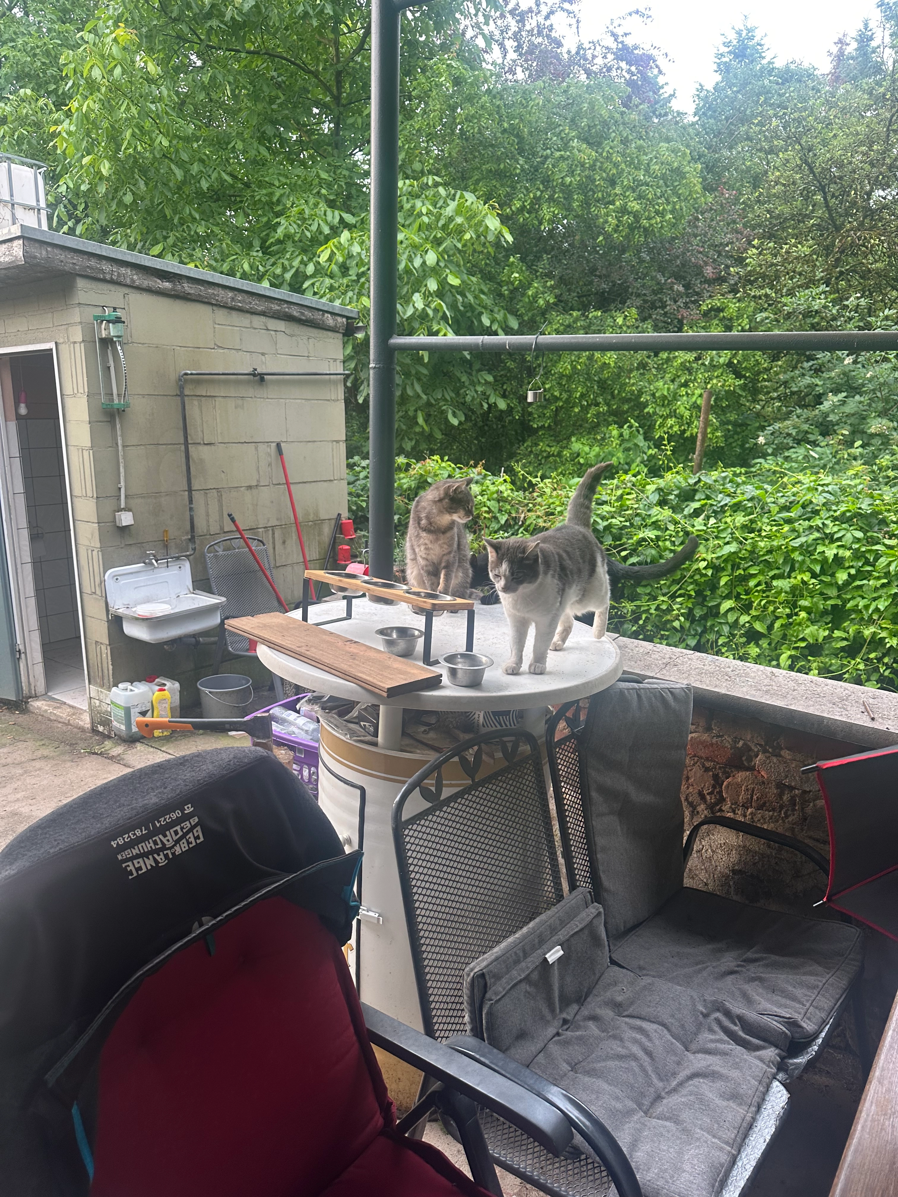 Simba - B3, Heidelberg