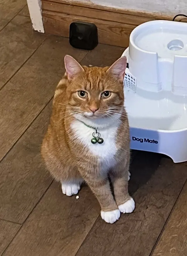 Simon - Dorking Road, Chorley