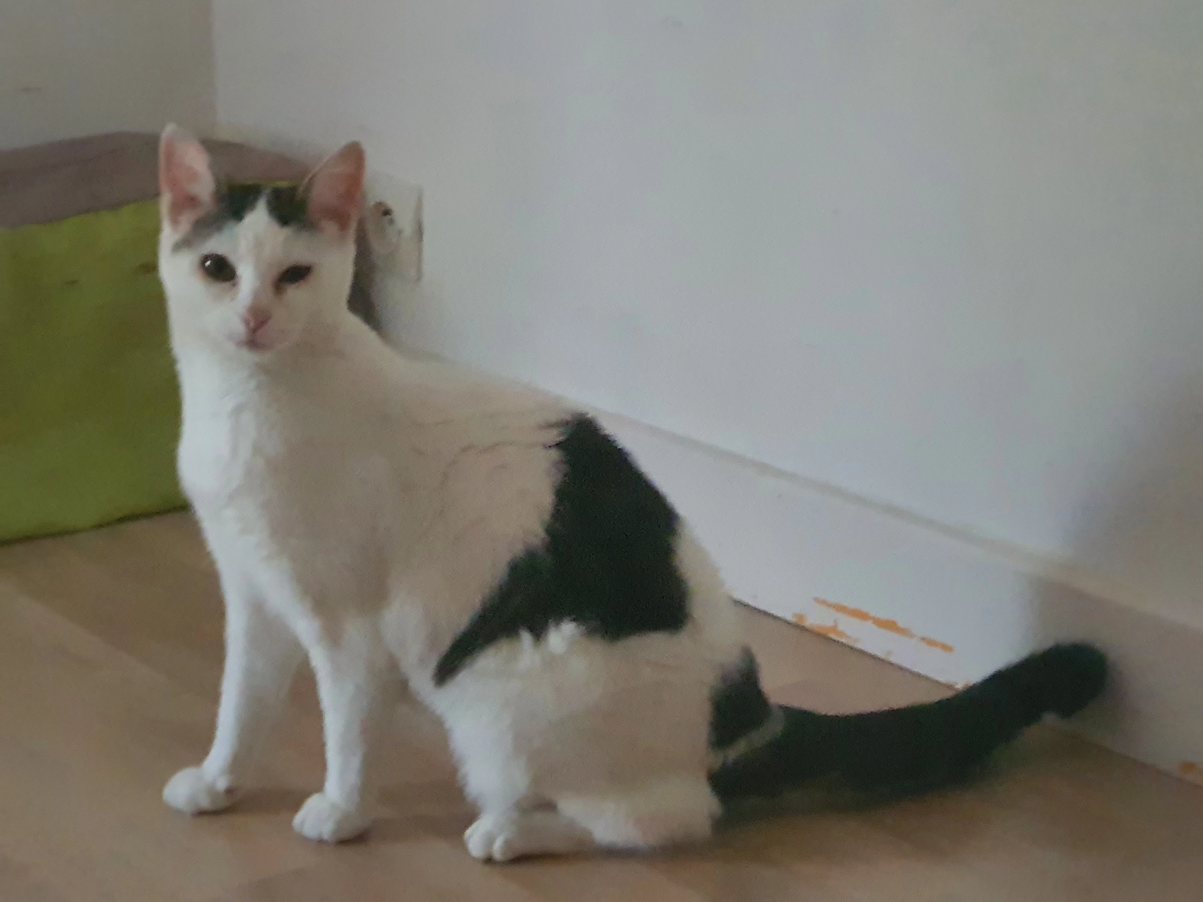 Oupy - 2A Rue des Tourelles, Plérin