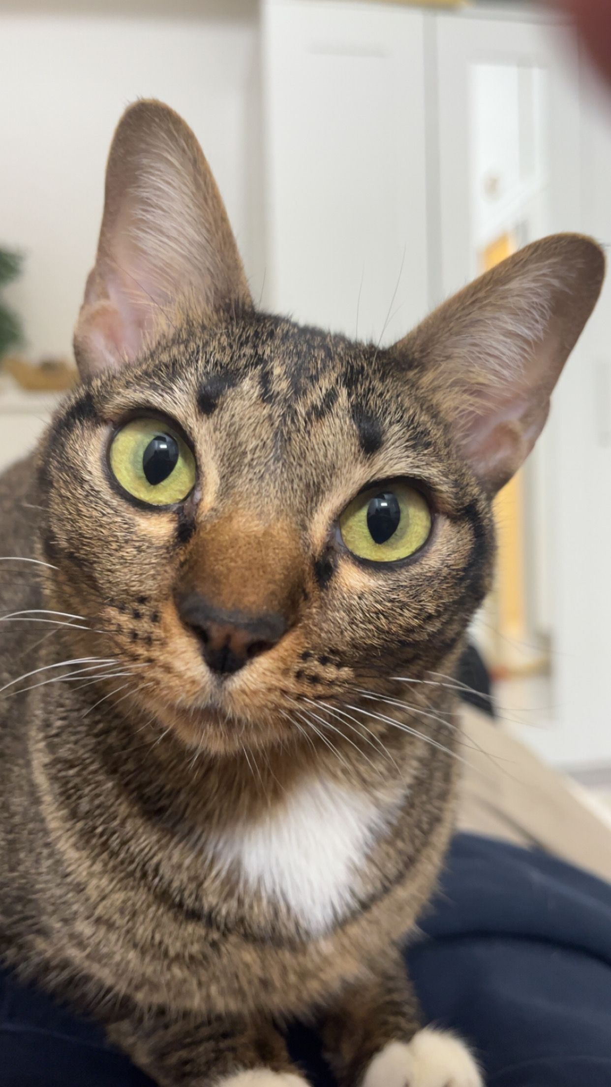 Frankie - Via Pietro Rubens, Milan