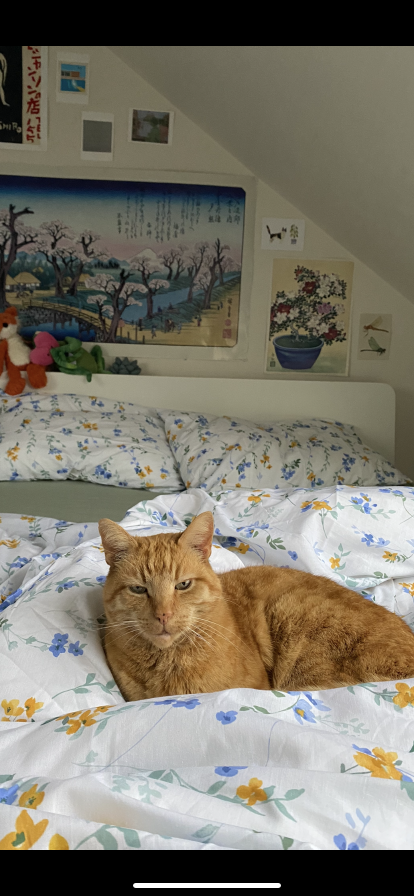 Chester - Claremont Terrace, Truro