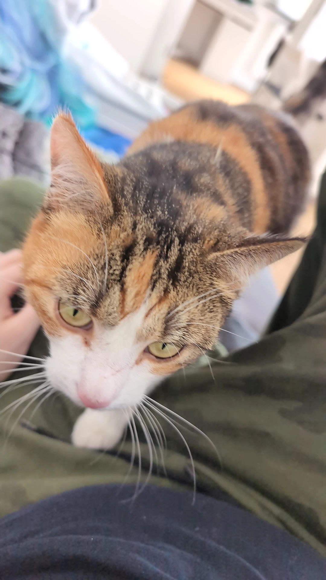 Fine - Am Fichtenrain, Kassel