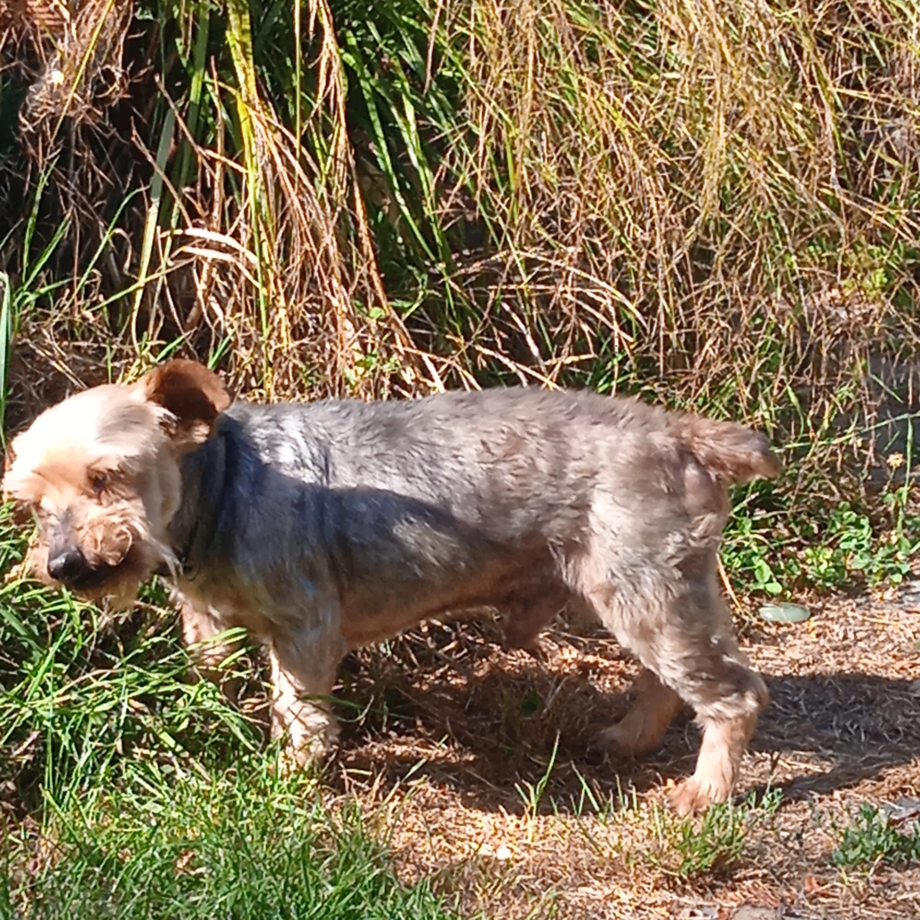 Felix  - La Ville Échâtelais, Pleucadeuc