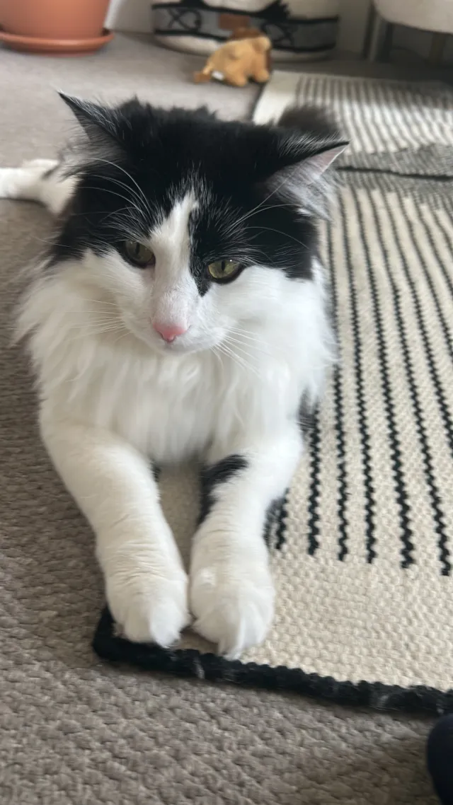 Frodo Frofinho  - Bonnington Square, London