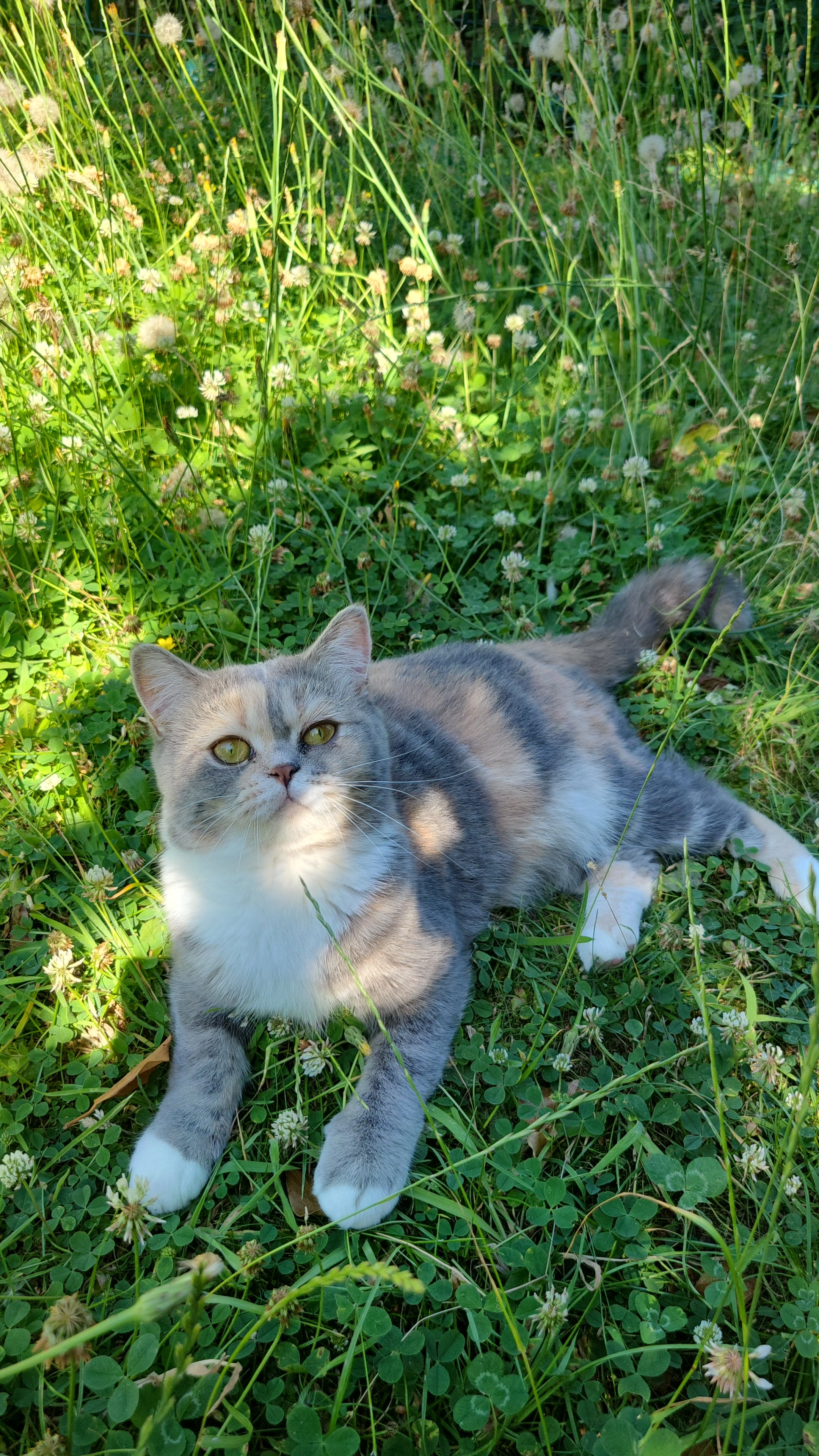 Fıstık - Weyerstraße, Solingen