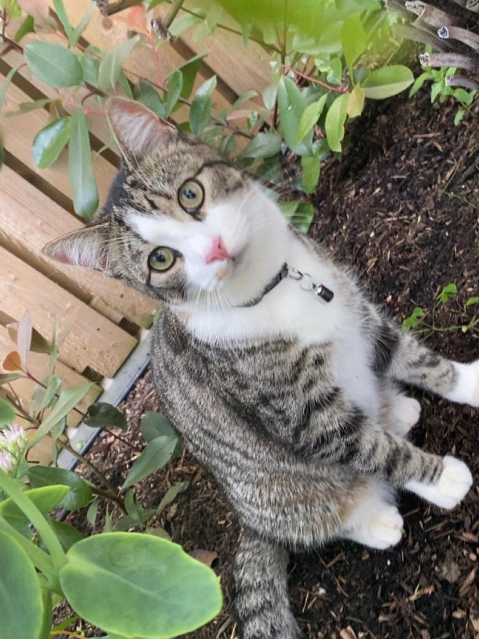 Alan - Rathlawns, Rathcoole