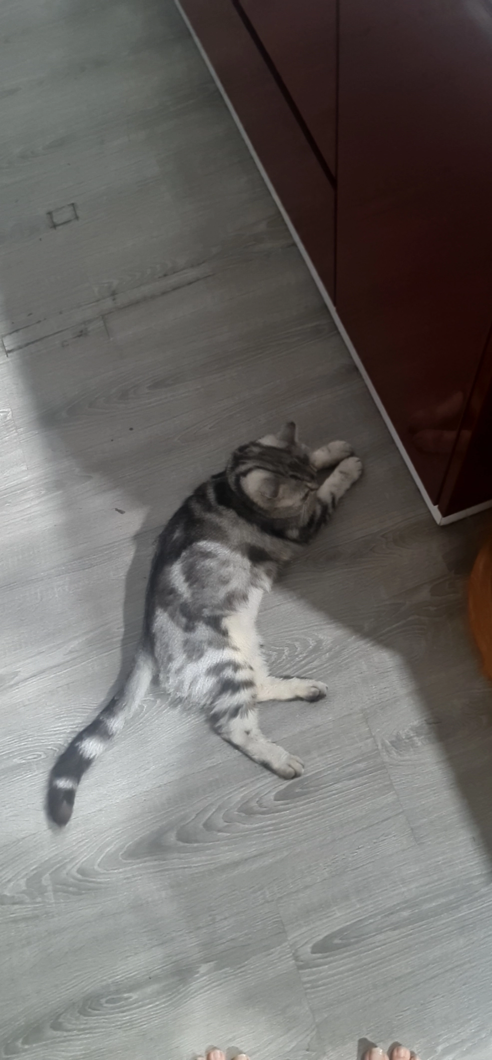 Chồn - Nguyễn Hữu Thọ, Ho Chi Minh City