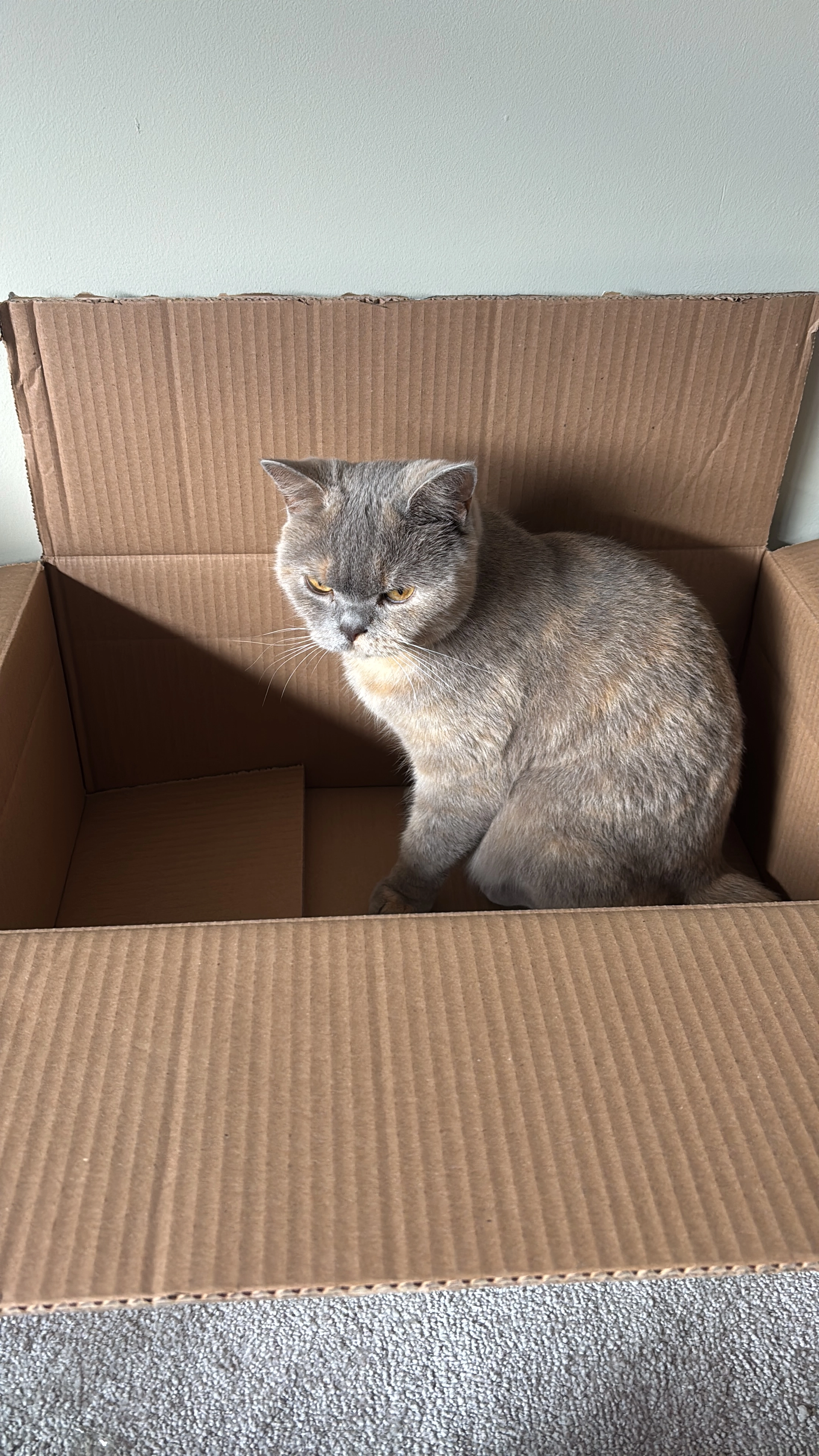 Mimi - Hammonds Drive, Peterborough