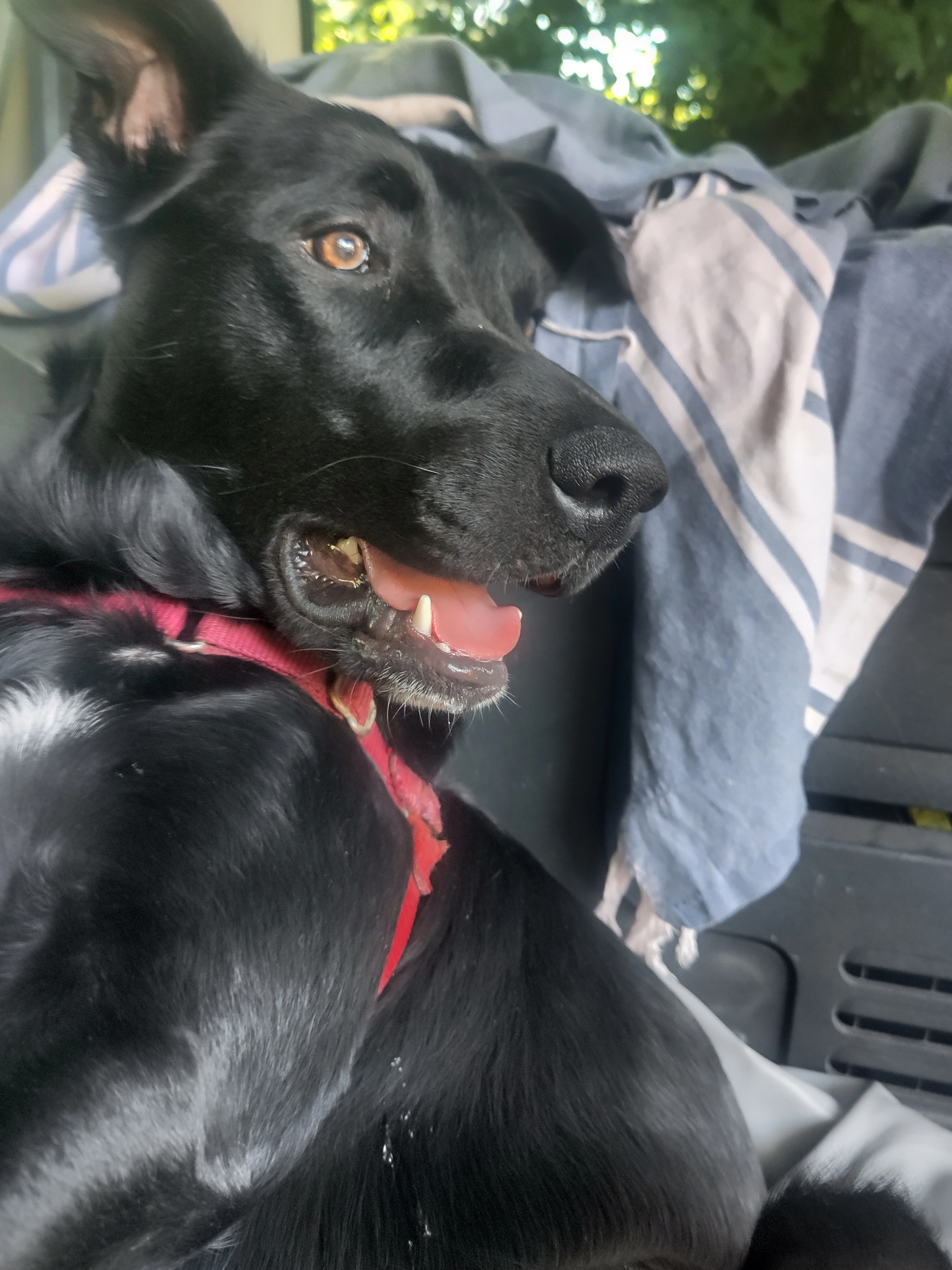 Lou - Route de Toulvern, Baden