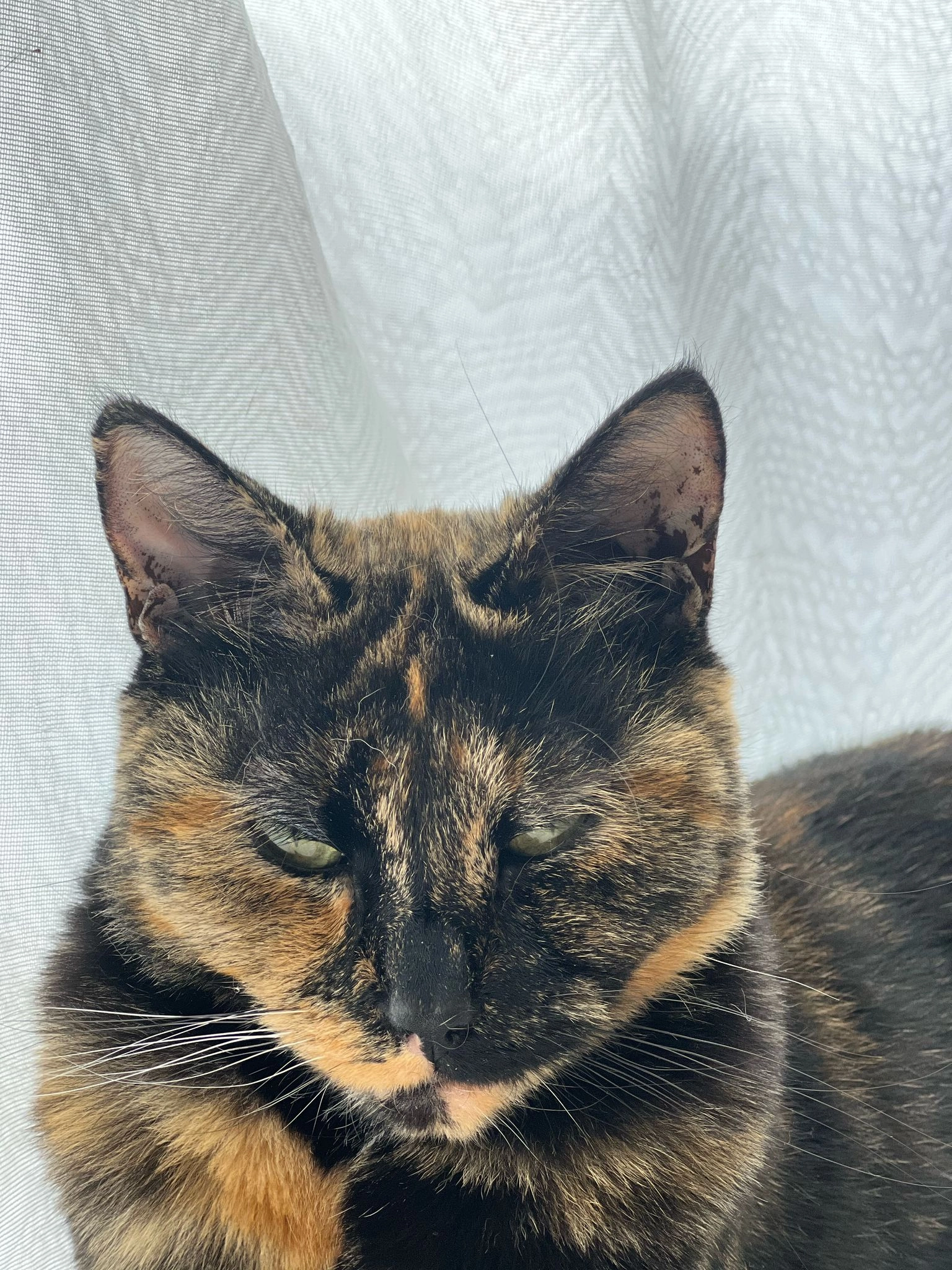 Nala - Rijnlaan, Nieuwegein