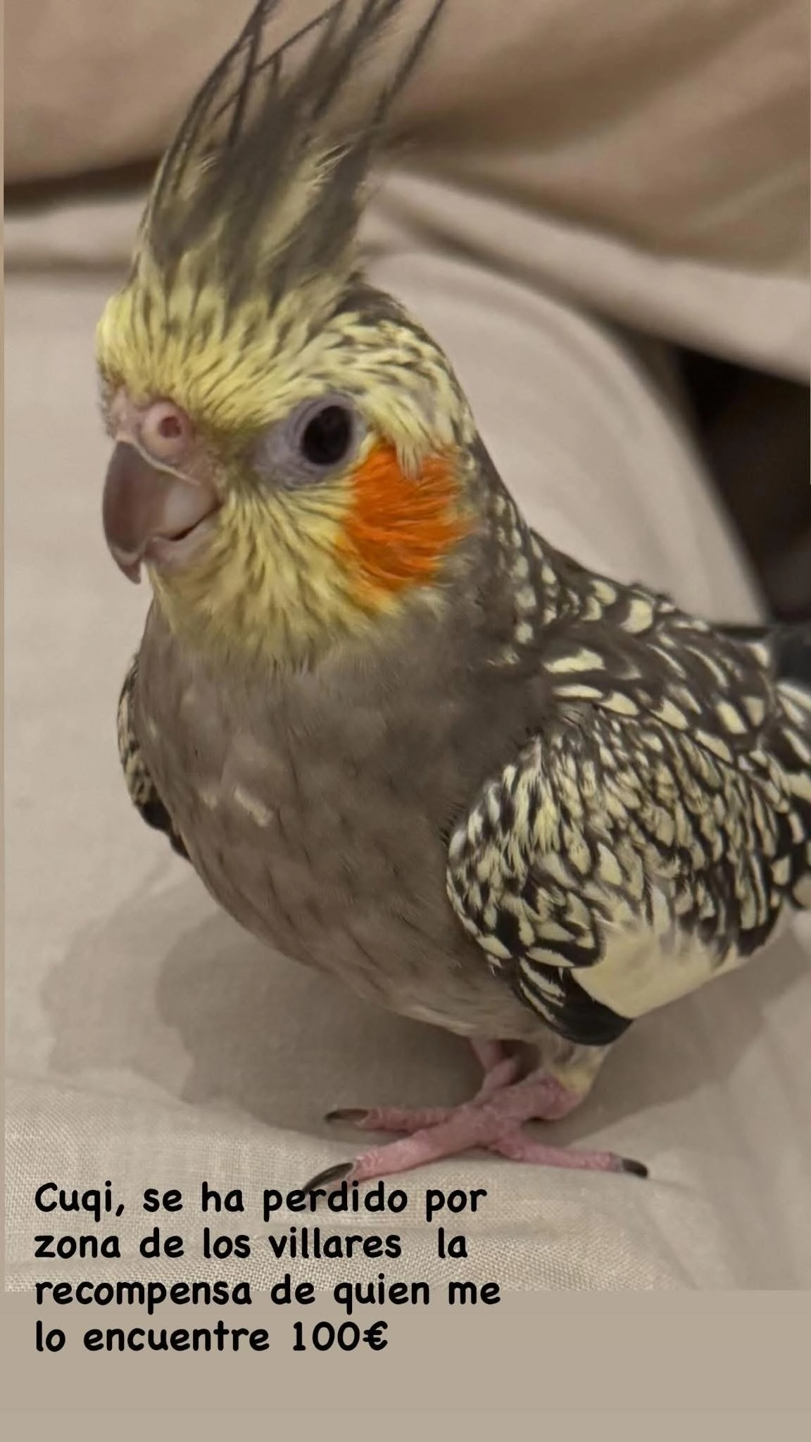 Cuqui - Pasaje de Santo Tomás, Málaga