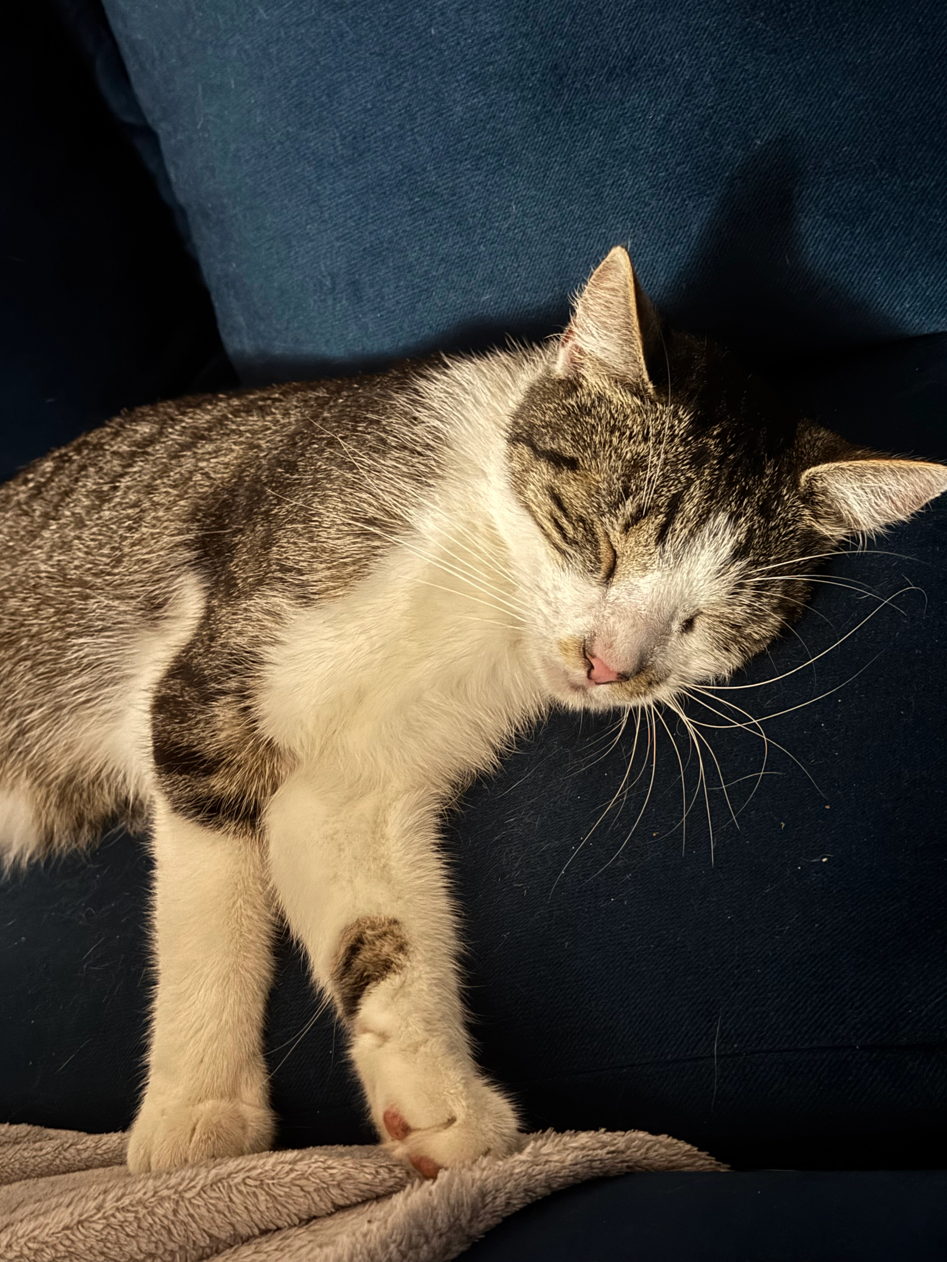 Boogie - 16356, Ahrensfelde