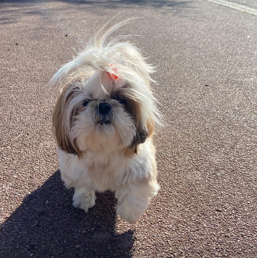 Sasha - Rue De La Libération, Mordelles