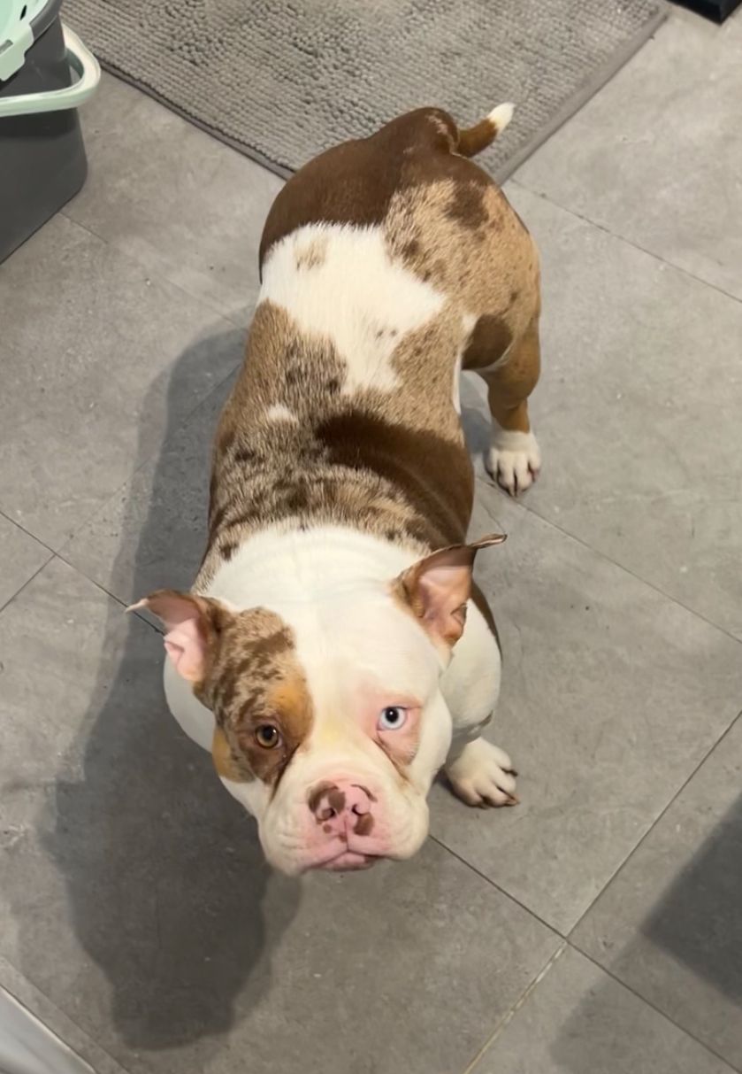 NALA - Carrer De Félix Rodríguez De La Fuente, Villajoyosa