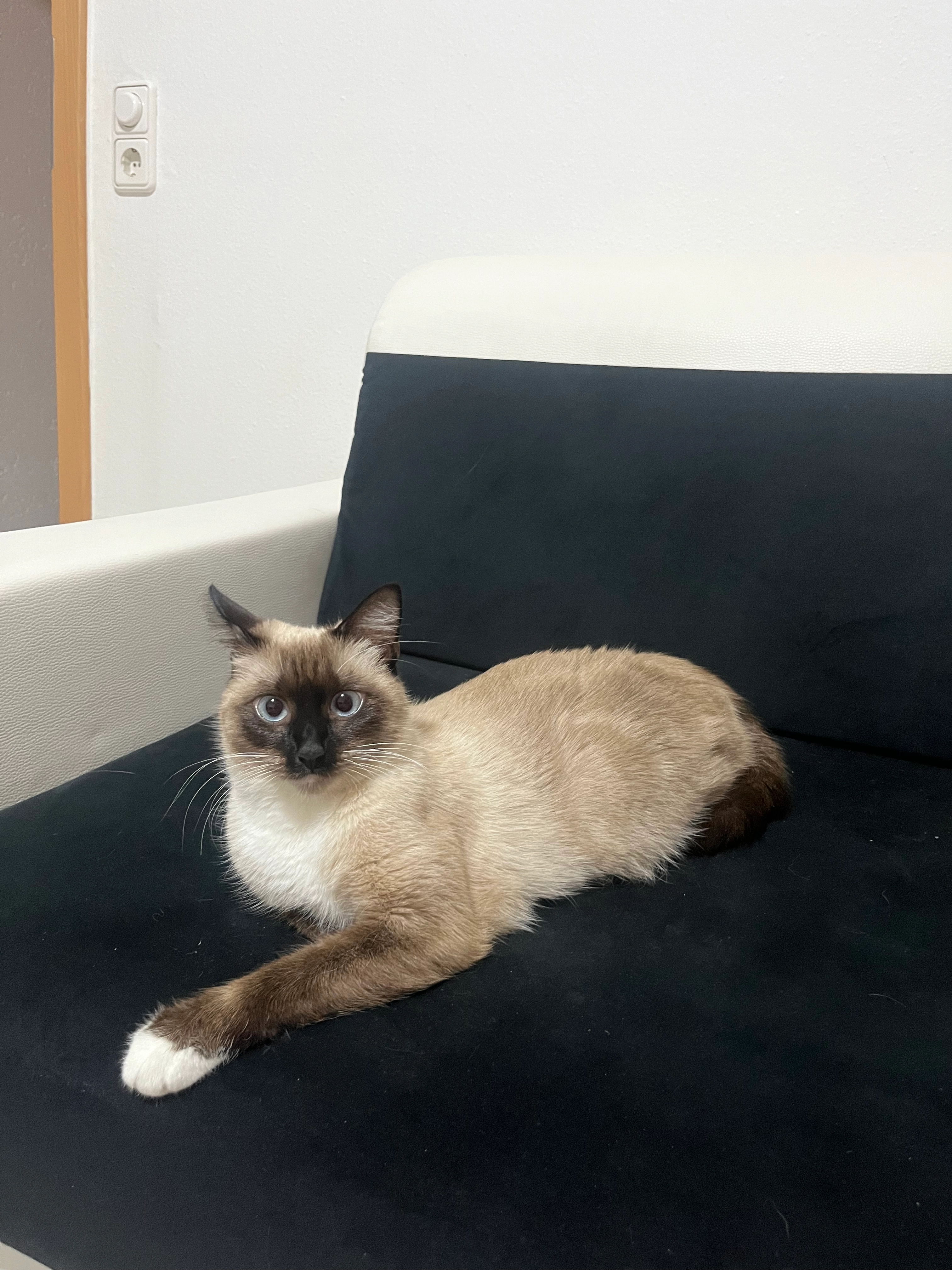 Mincja - 45888, Gelsenkirchen