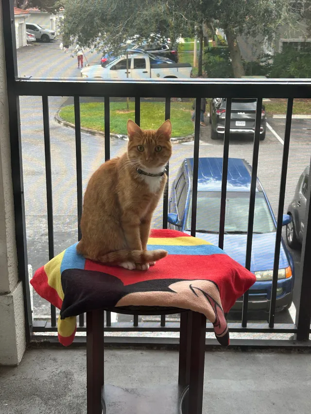 Simba - 1690 Woodbine Way, Riviera Beach