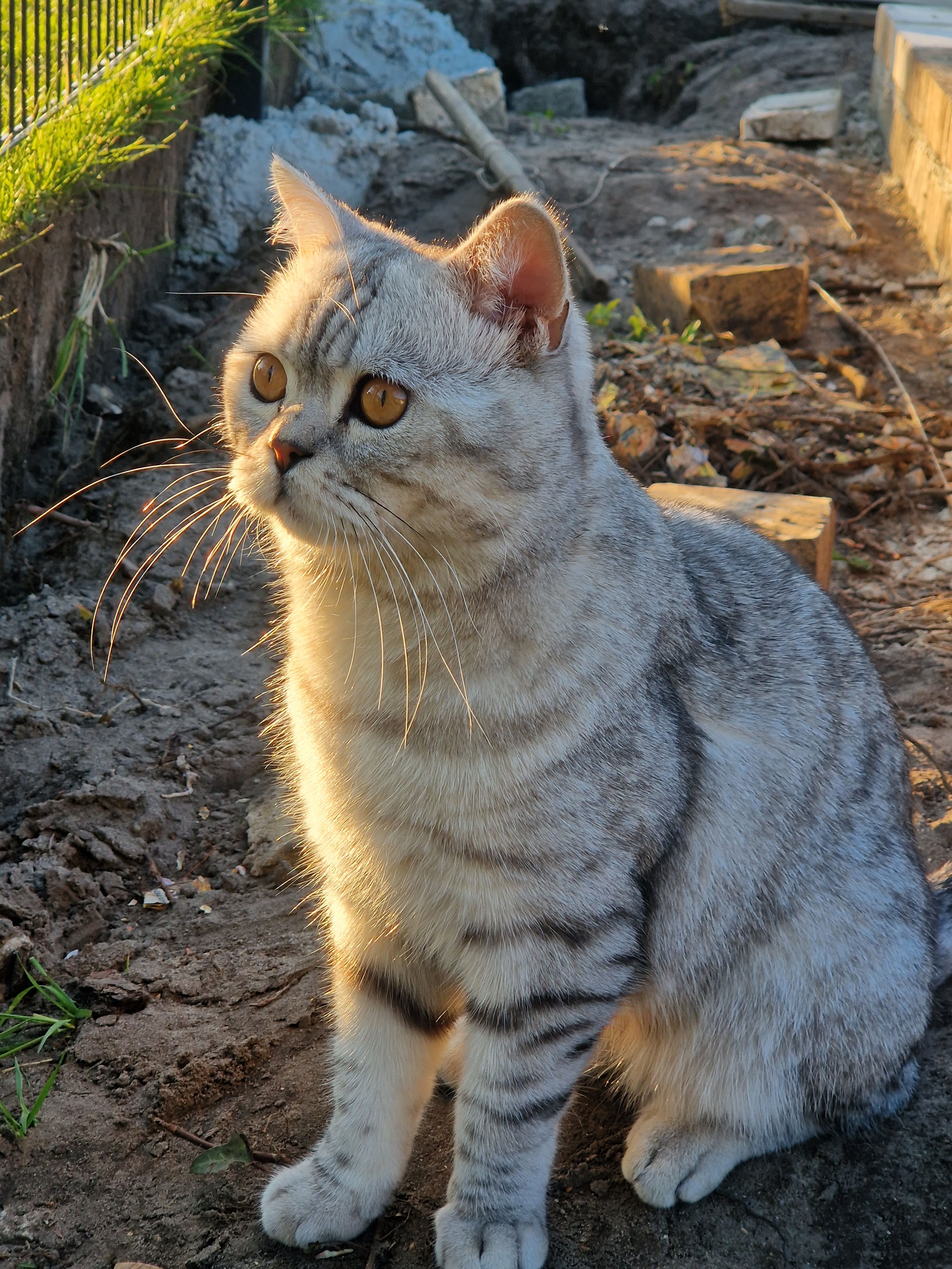 Wiskas - Rudolf-Breitscheid-Straße, Peitz