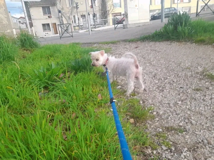 Elvis - Avenue Sadi Carnot, Arles