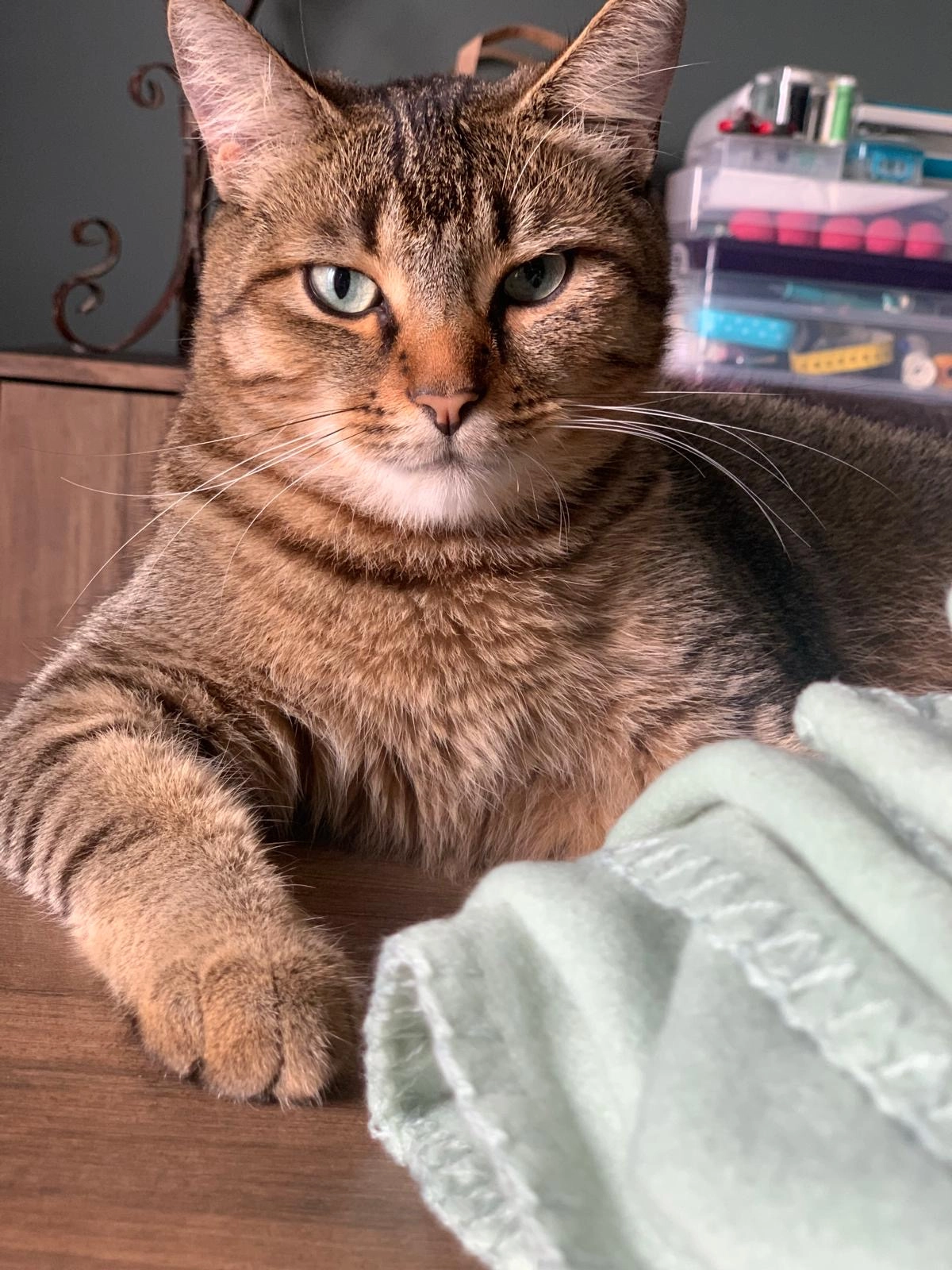 Dexter - Langerbruggekaai, Gent