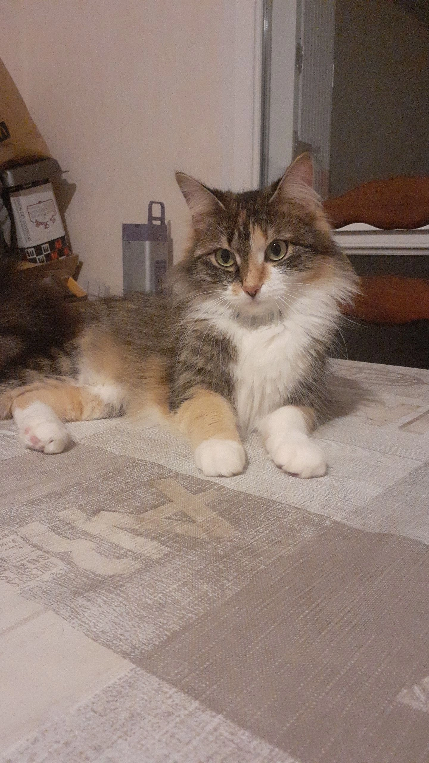 Tsuki - 4 Rue Gaston Jeantroux, Fougères