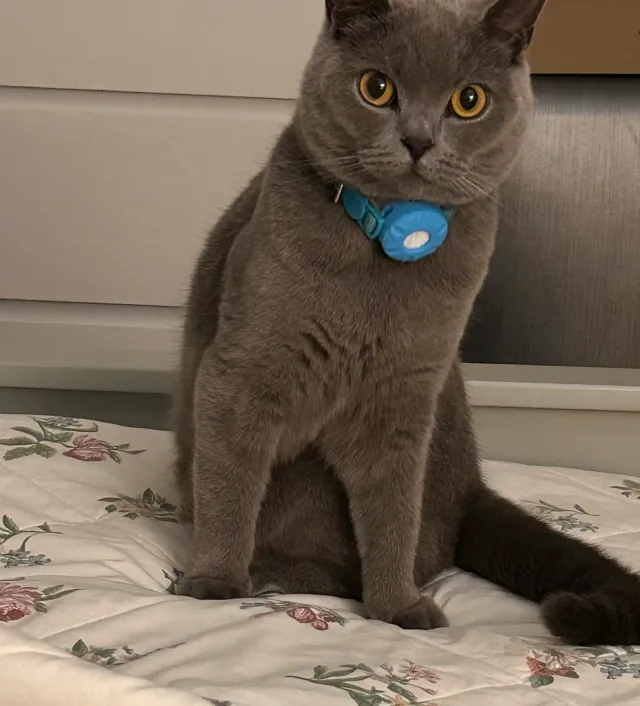 Luna - Fox Close, Weybridge
