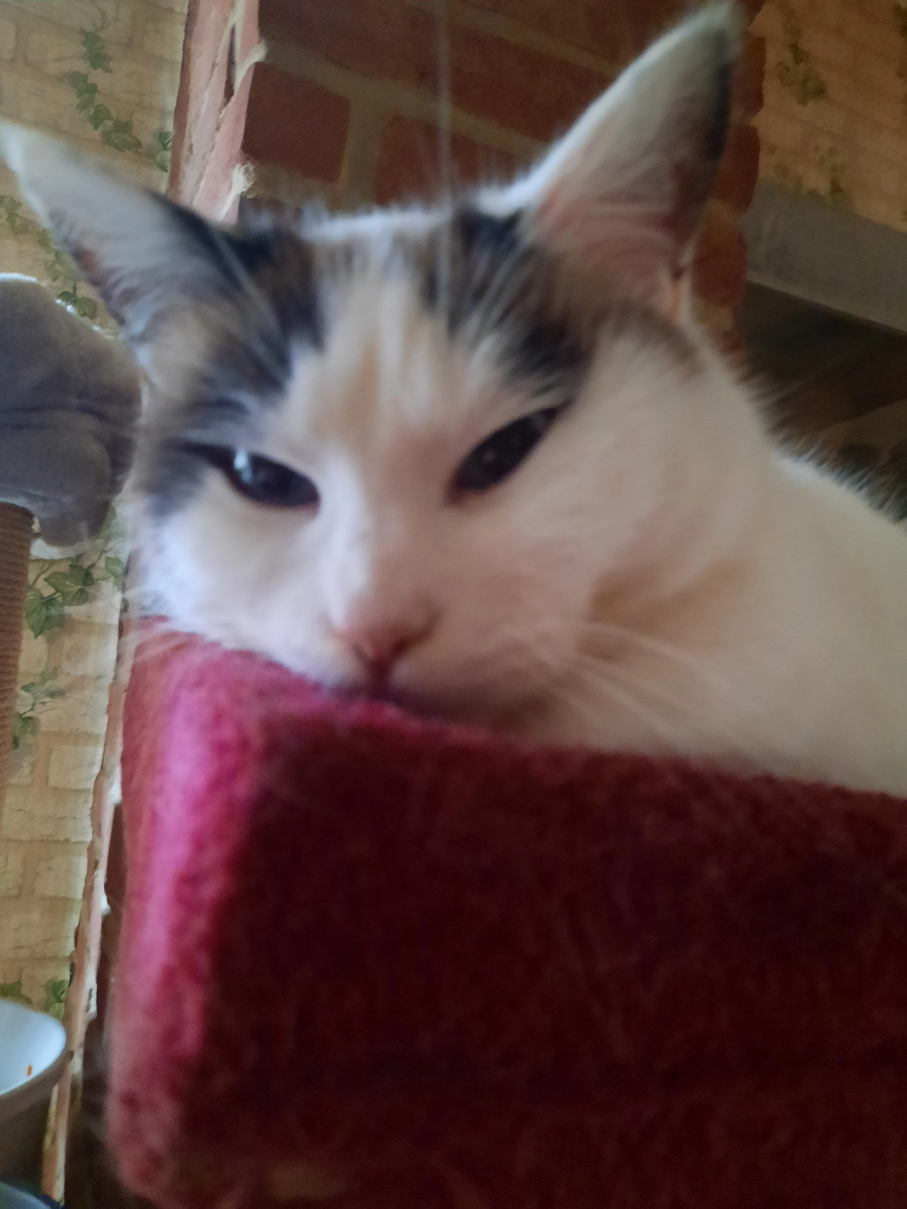 Pia - Urbanusstraße, Elze