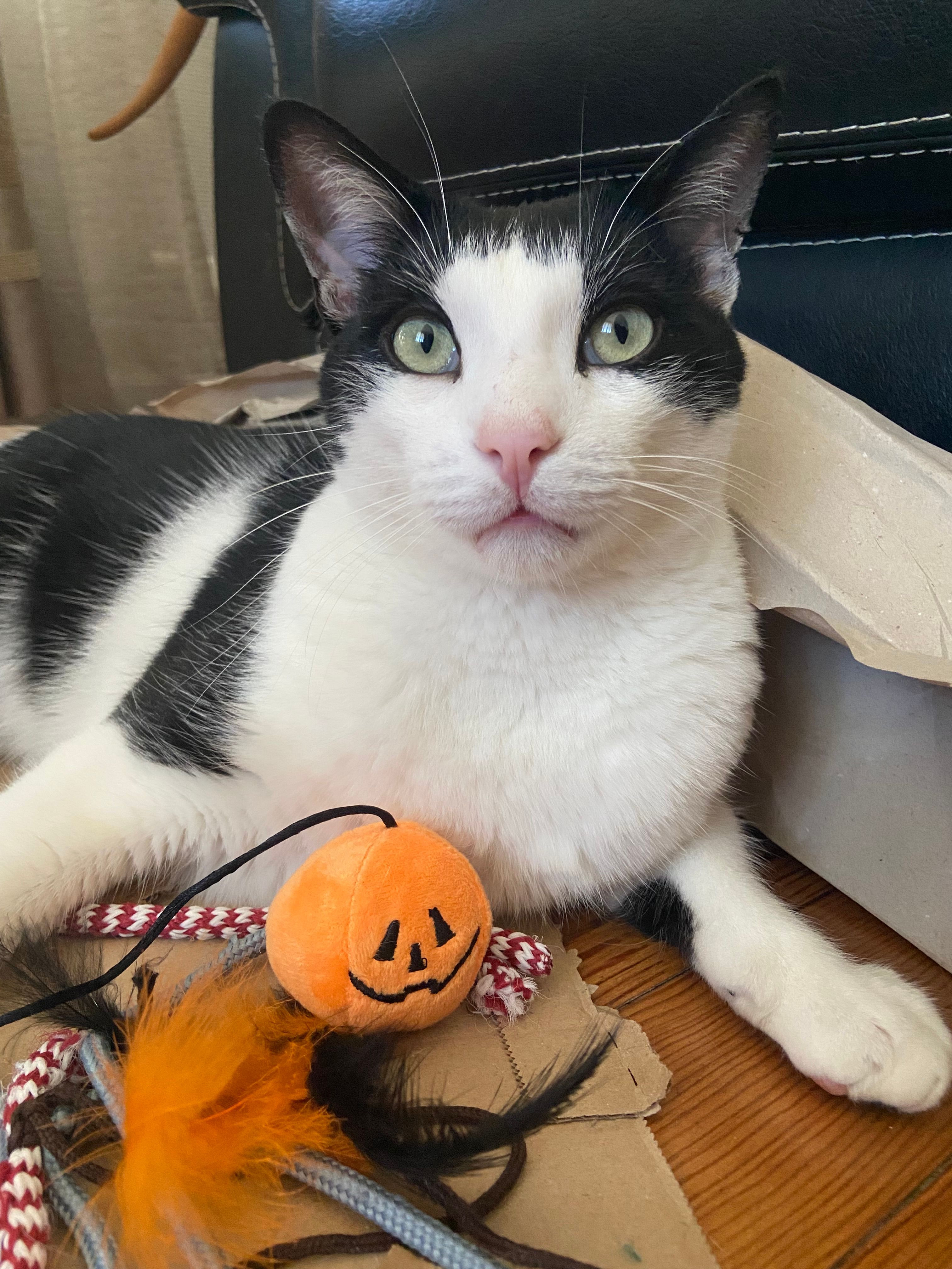 Titou - Boulevard Des Mimosas, Sainte-Maxime