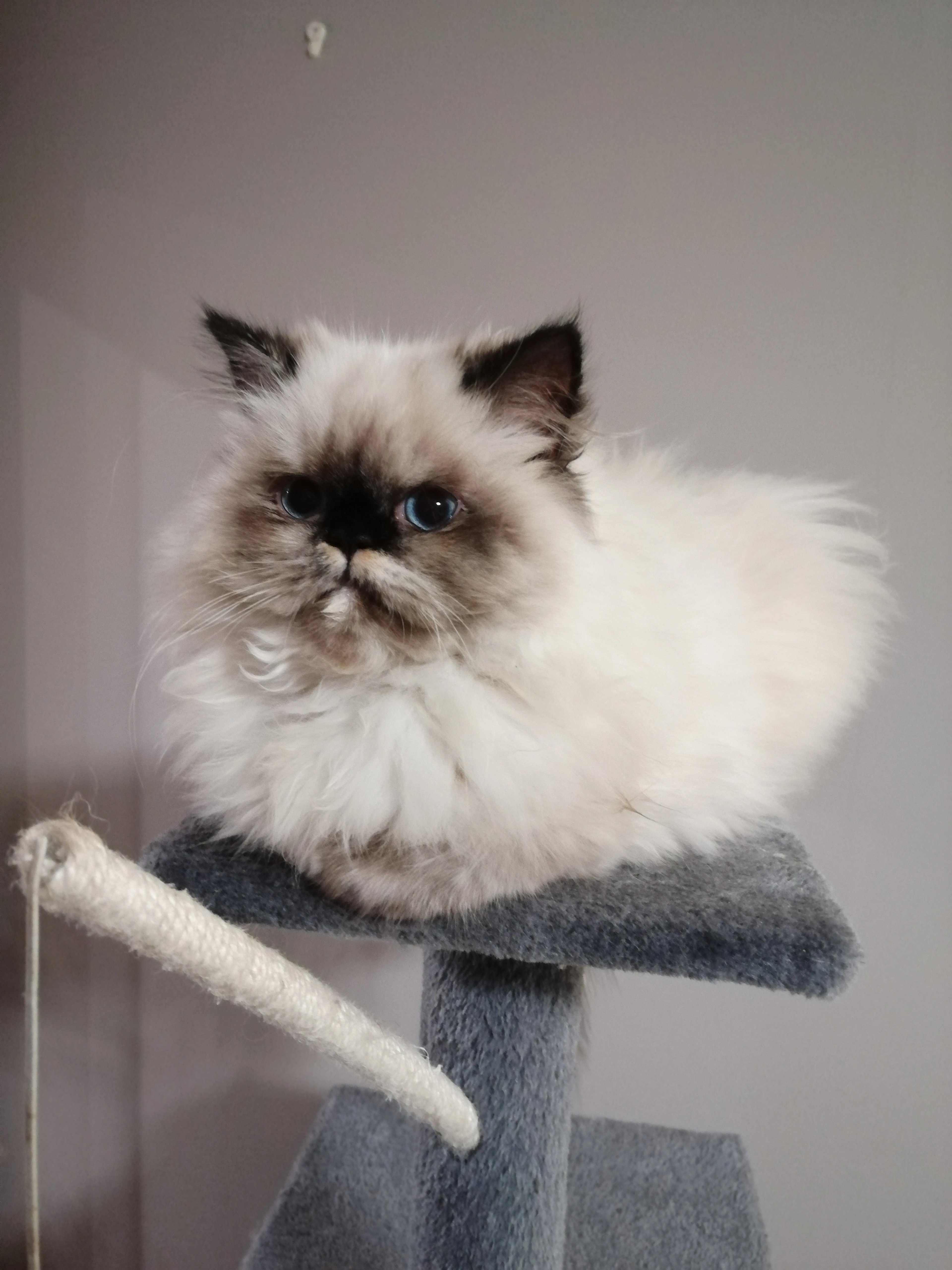 Myrtle - Robartes Road, St Austell