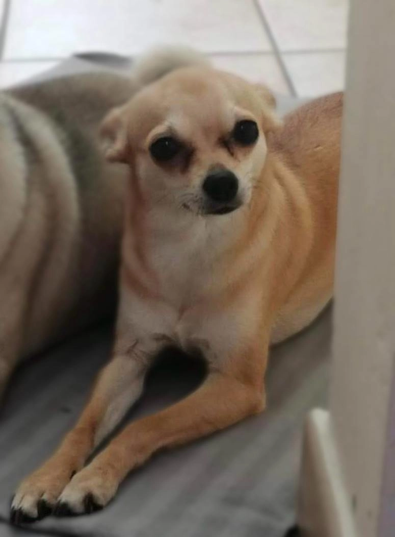 Chanel - Rue de la Limite 19, Charleroi