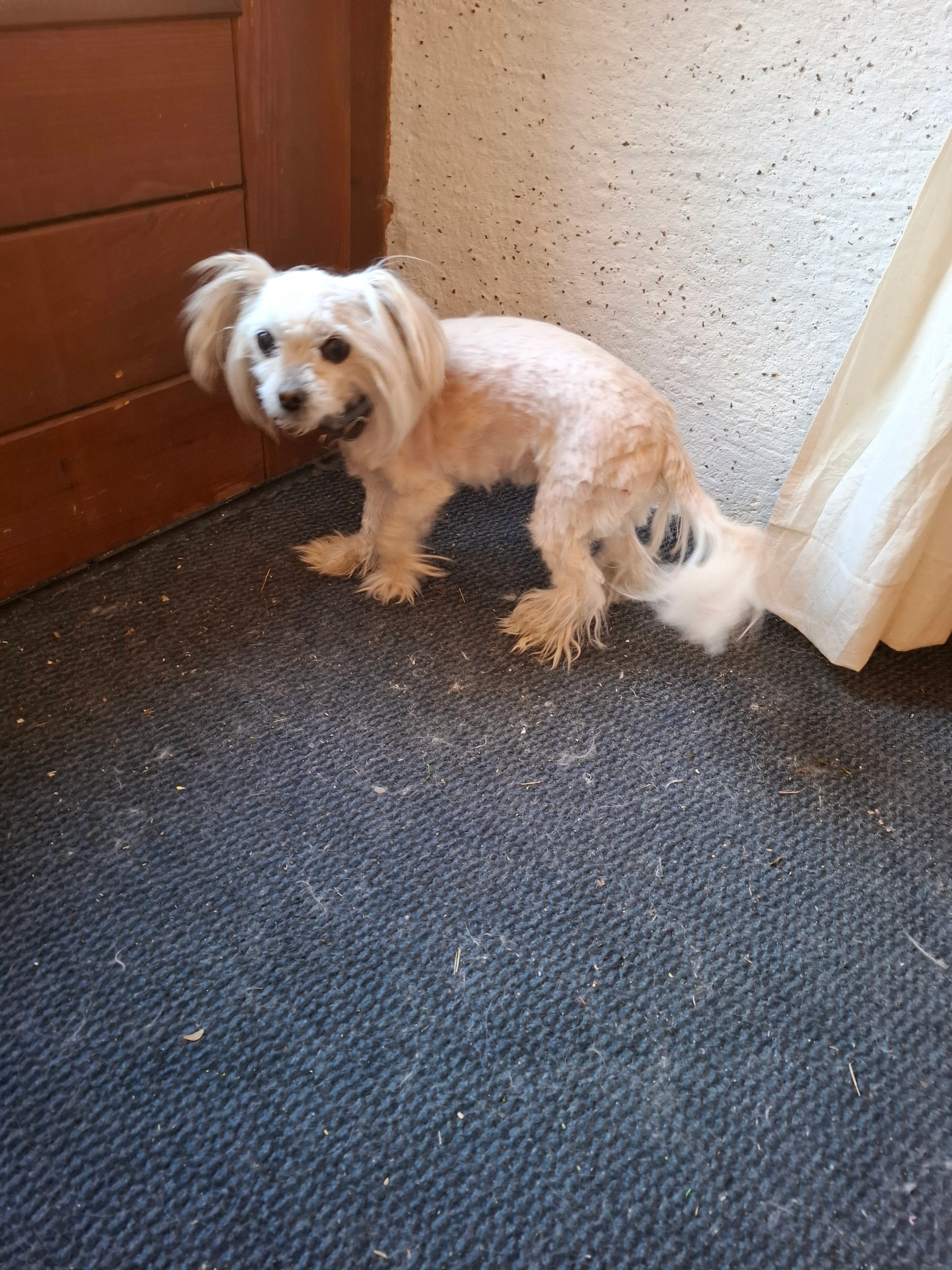 Lola  - Calle Laguna, El Cuervo de Sevilla