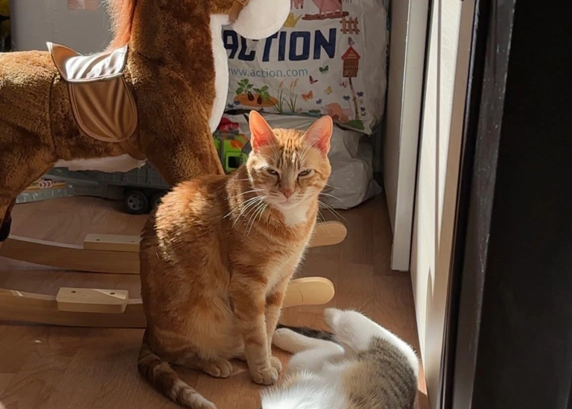 Filou  - 5 Rue du Docteur Lacaze, Montauban