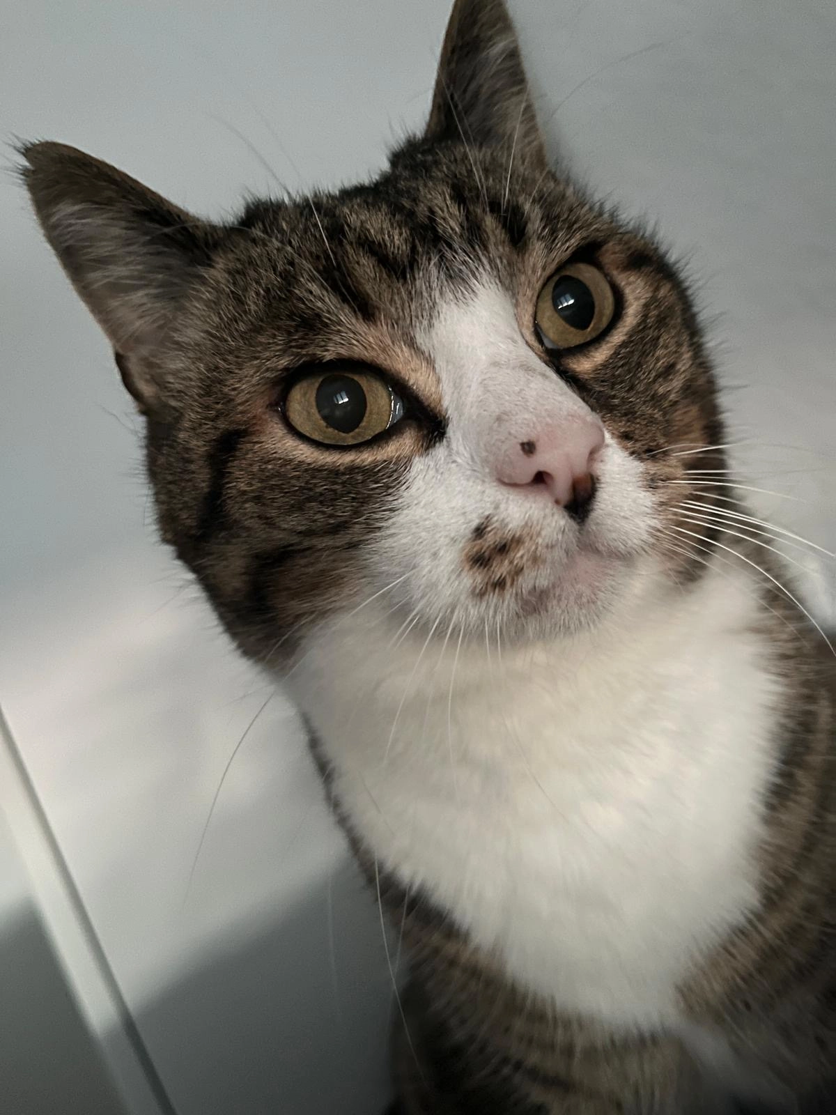 Charlie - Stifterweg, Ulm