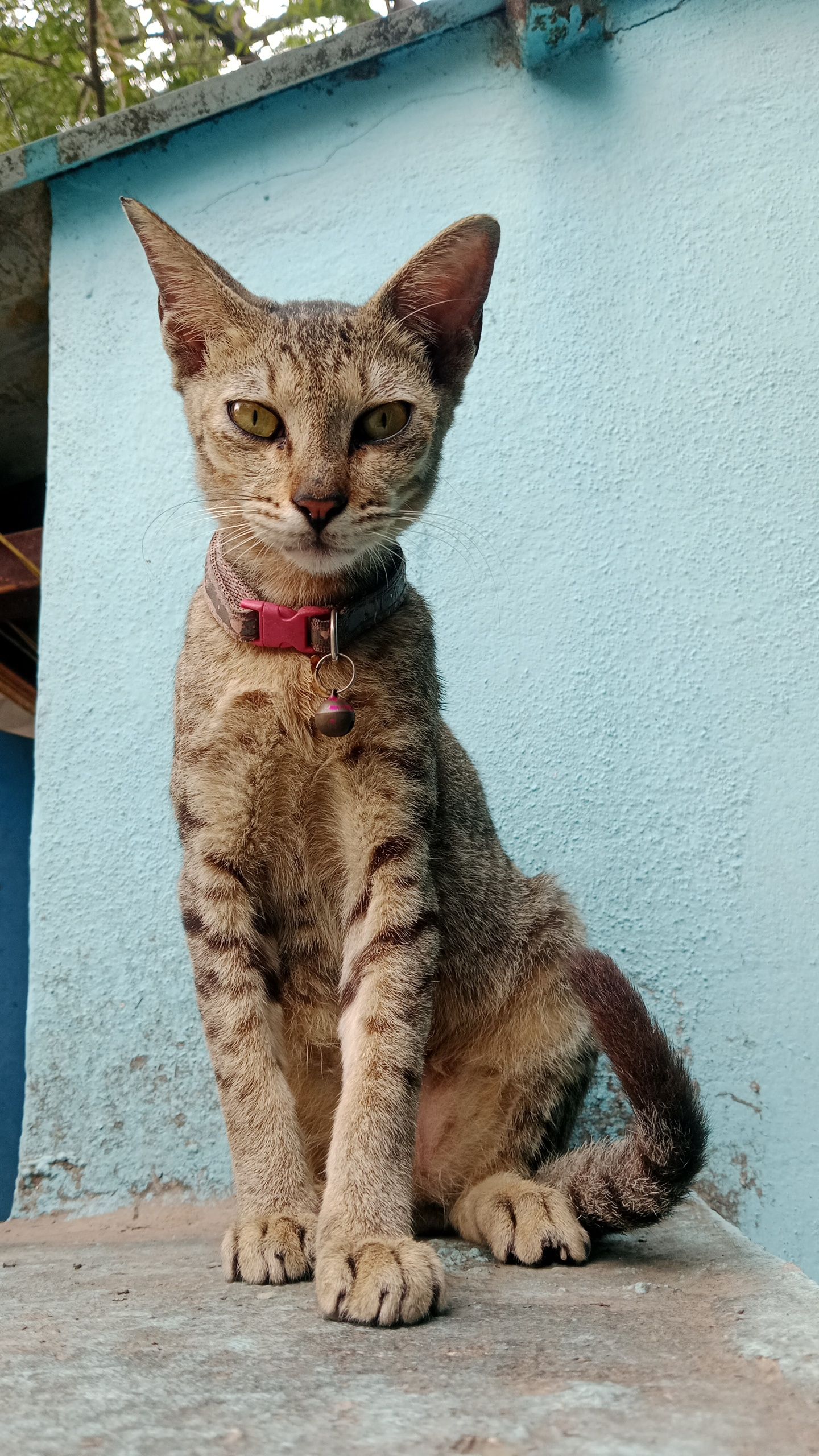 Rosie  - Kolathur Main Road, Chennai