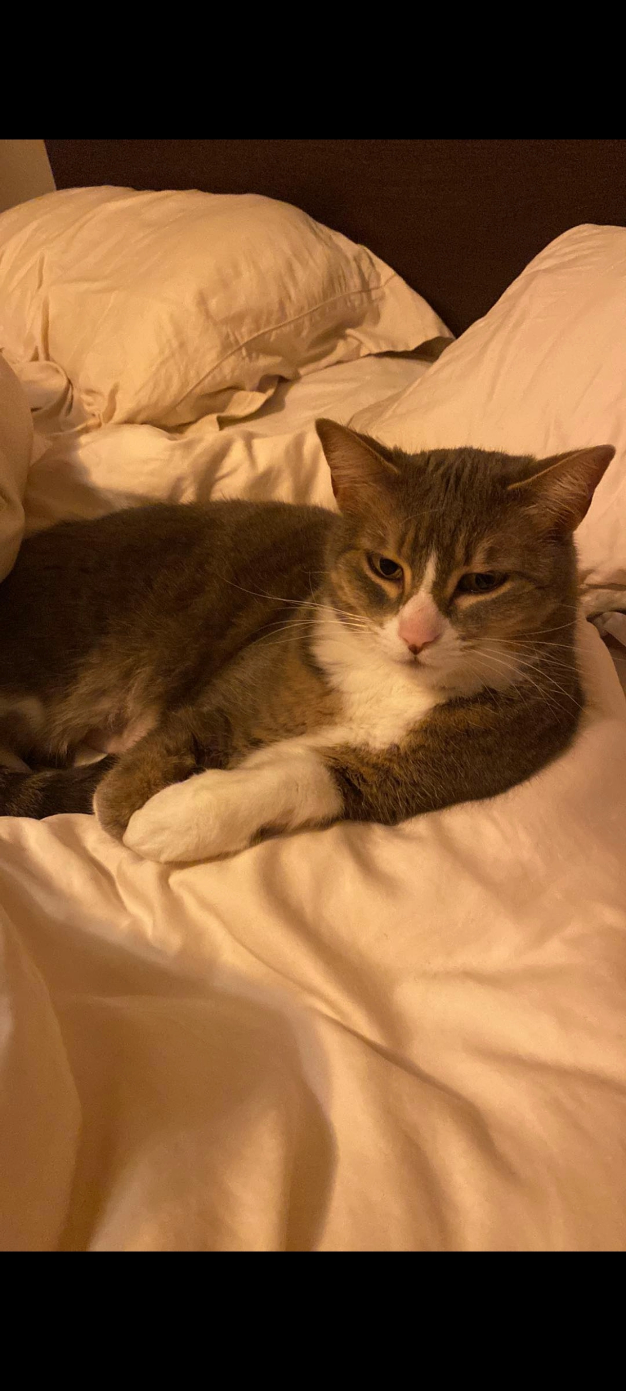 Lili - Rue des Combes, Jonage