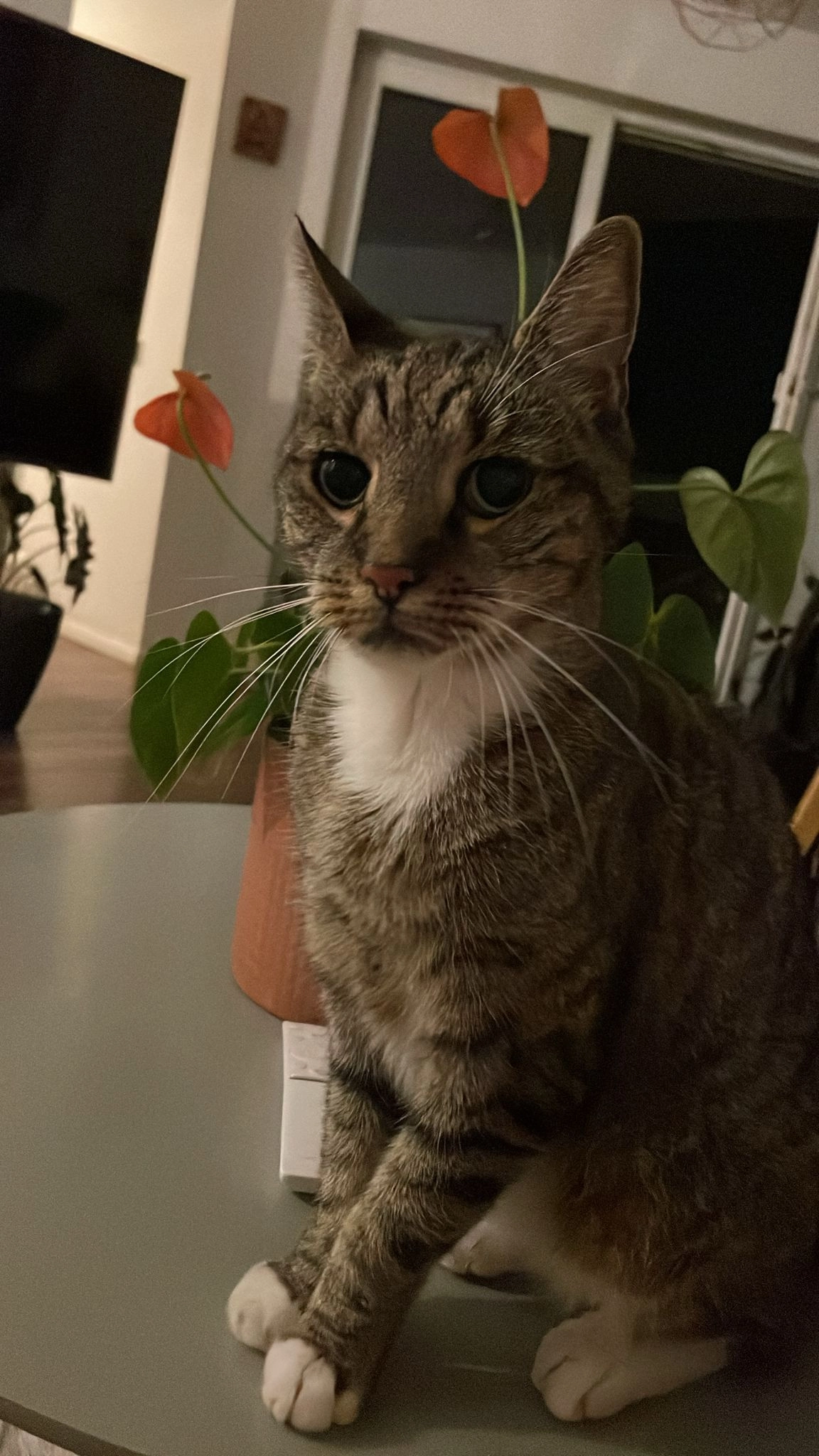 Niko - August-Bebel-Straße, Weißenfels