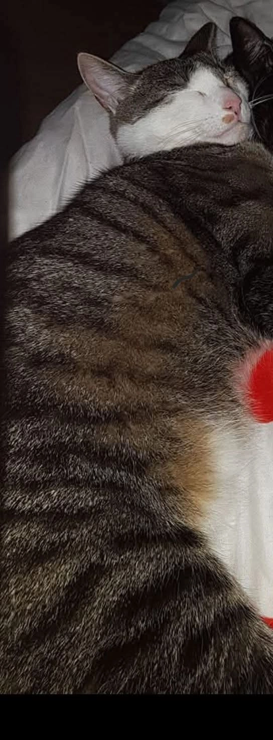 Freki - Tierberg, Lauscha