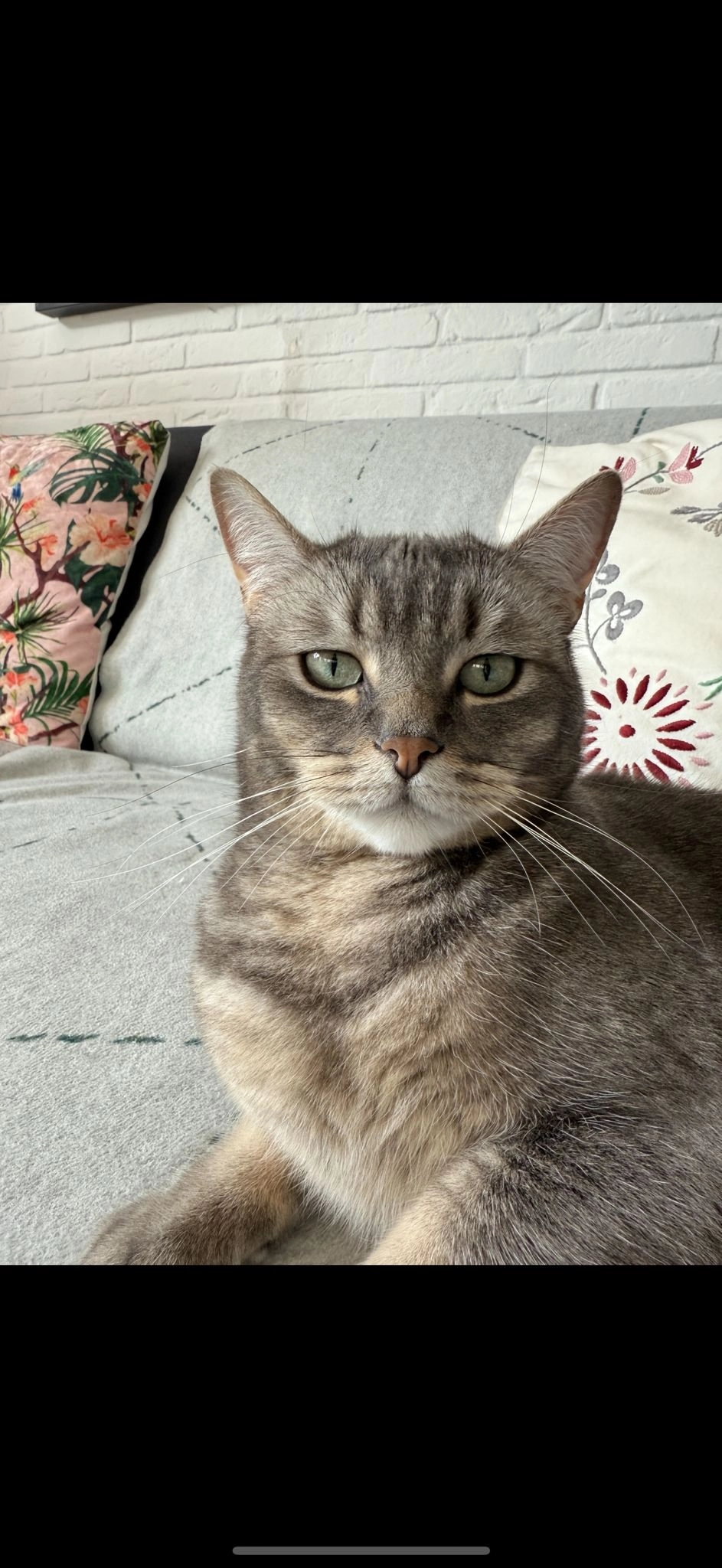 Mogli - Köln-Aachener-Straße, Bergheim