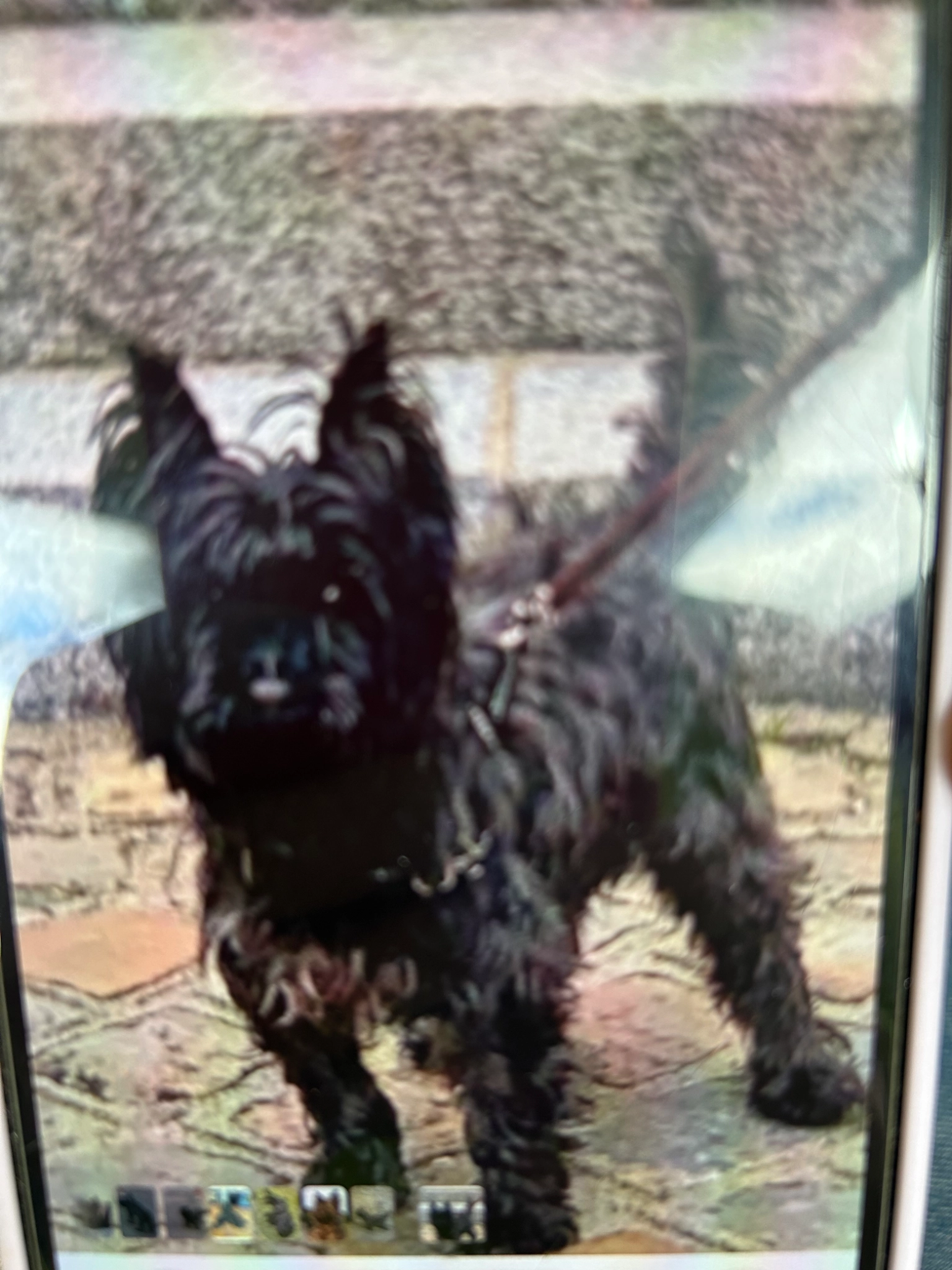 Caro - Susiseläntie, Savonlinna