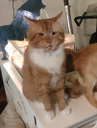 Sky - Rolklaver, Deventer