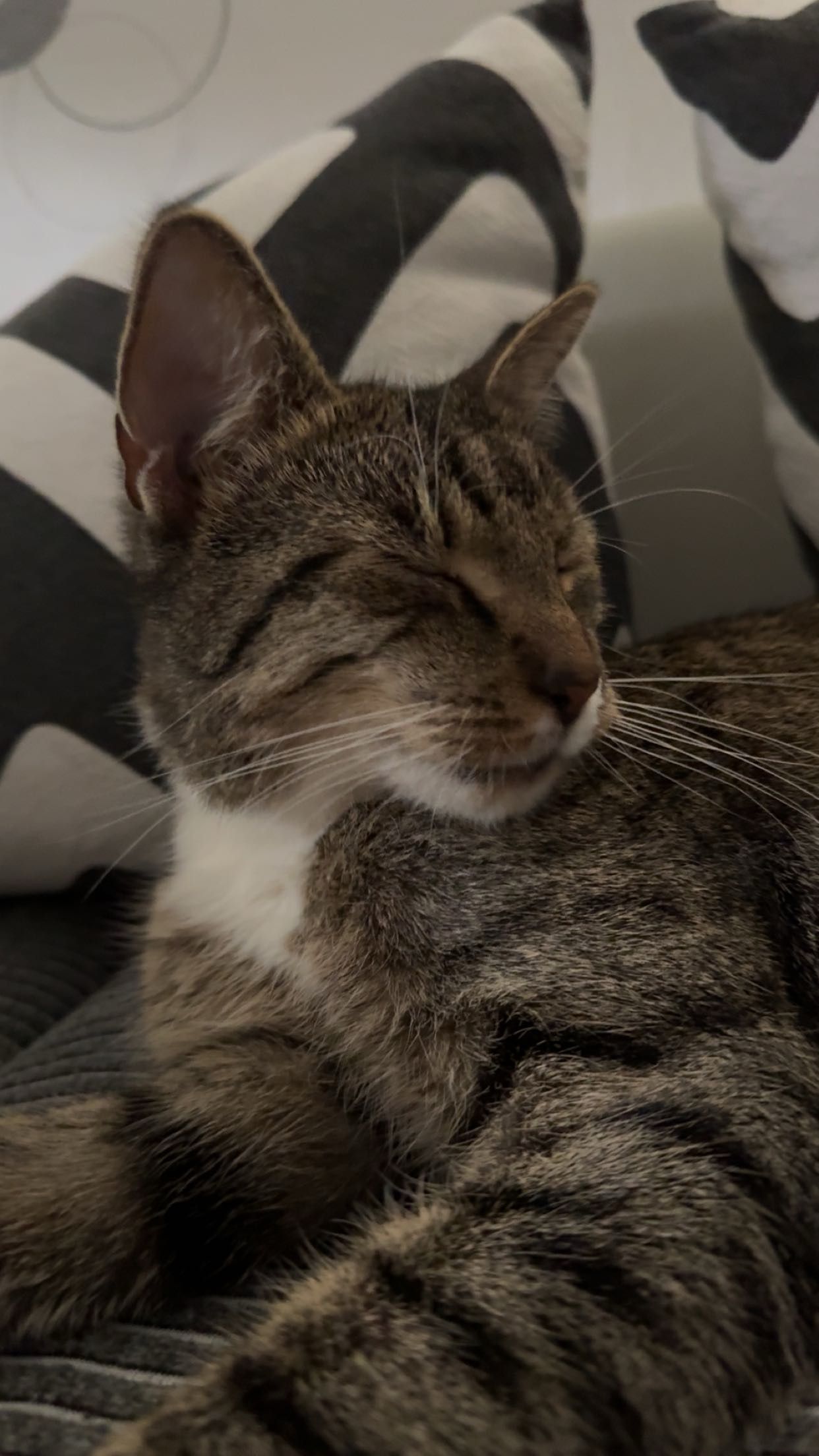 Fips  - Dorfstraße, Großenstein