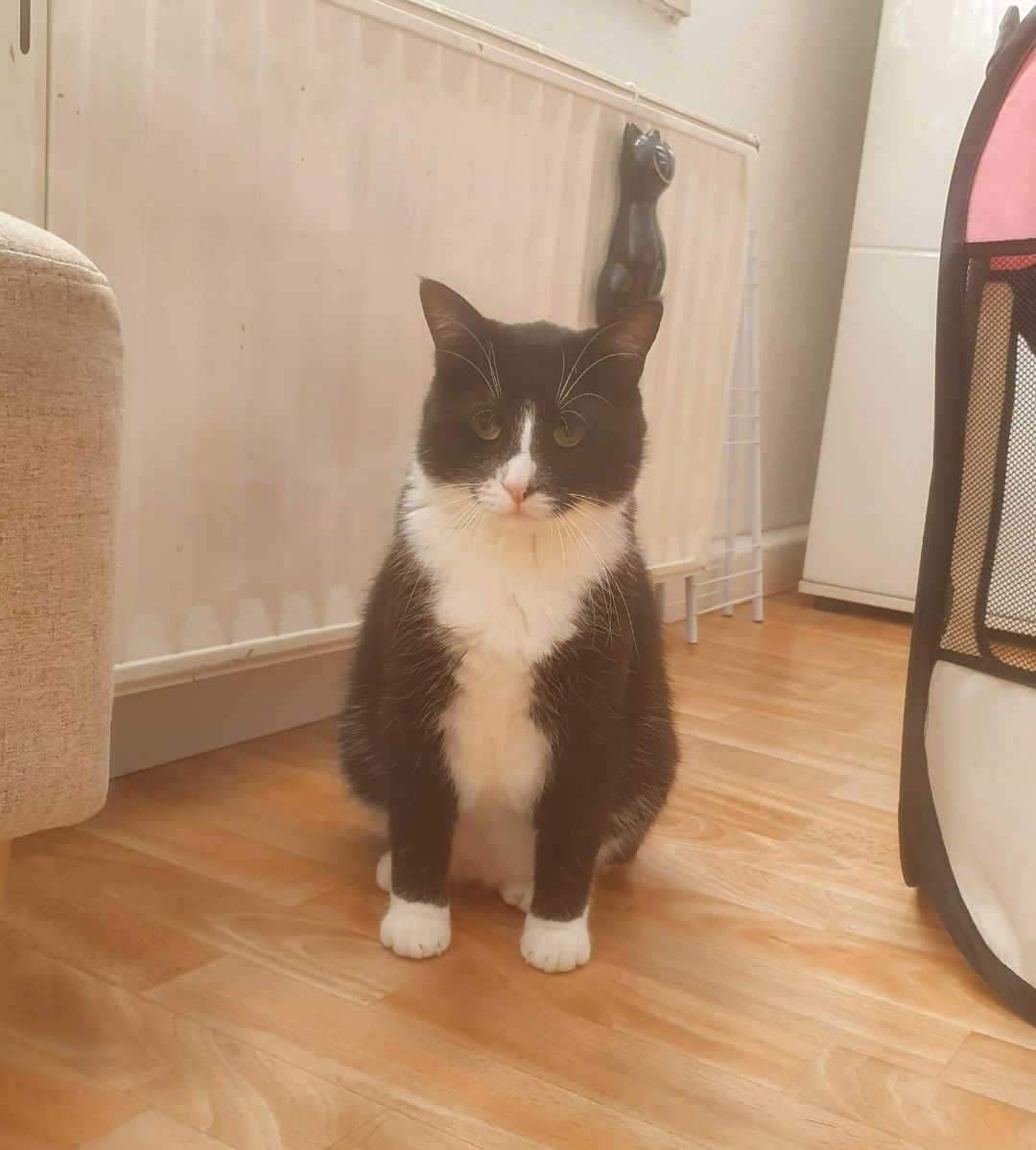 Raffaele - Stechbahn, Korbach