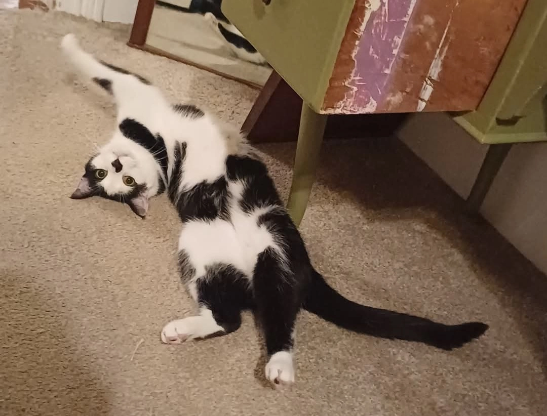 Mr Pae - Cauleston Close, Exmouth