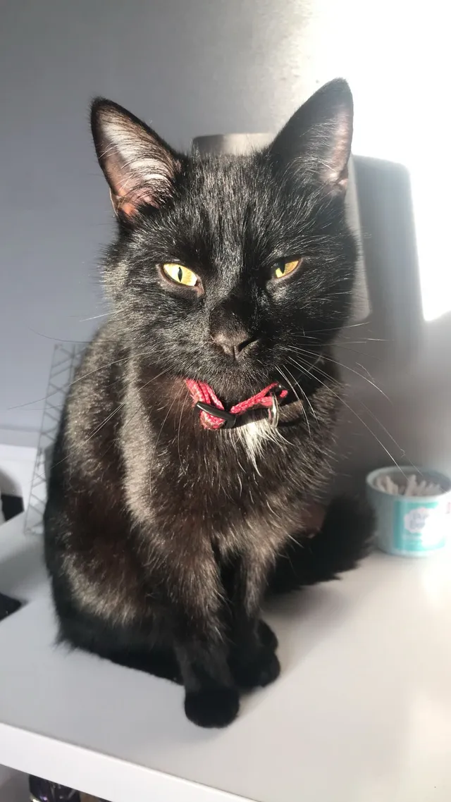 Luna - Ward Street, Manchester