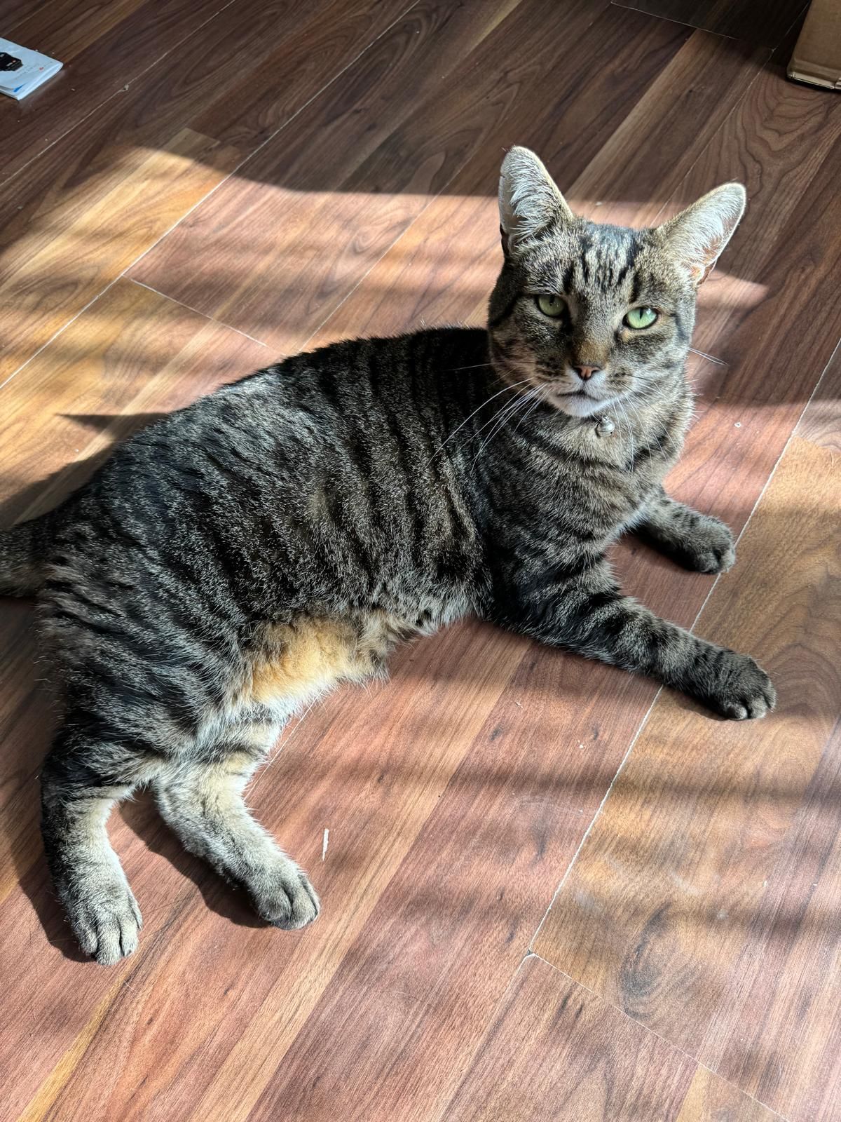 Rambo - Gray Road, Cambridge