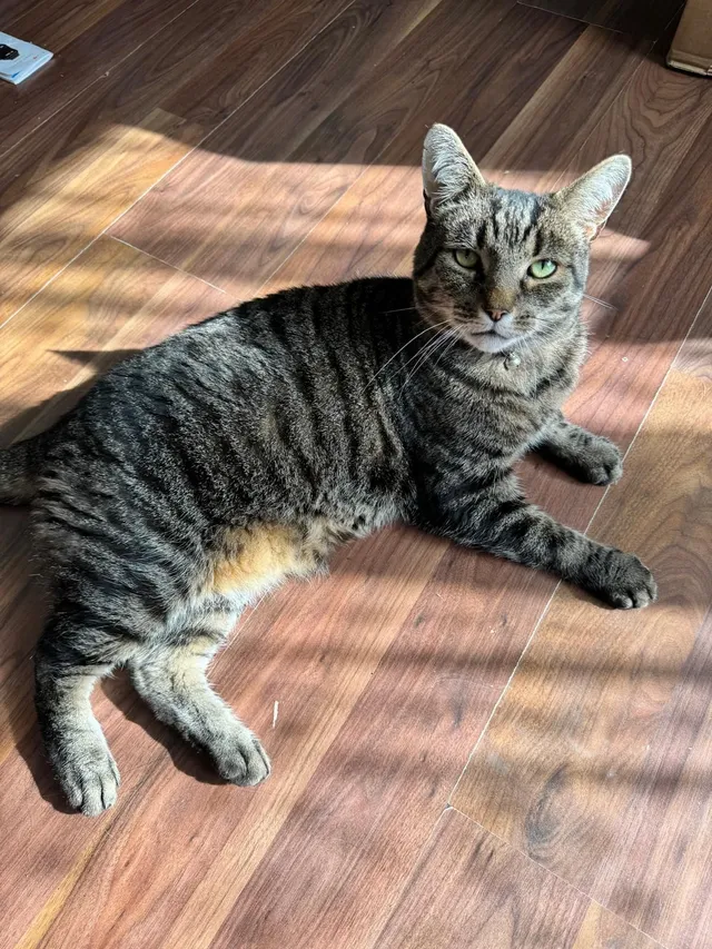 Rambo - Gray Road, Cambridge