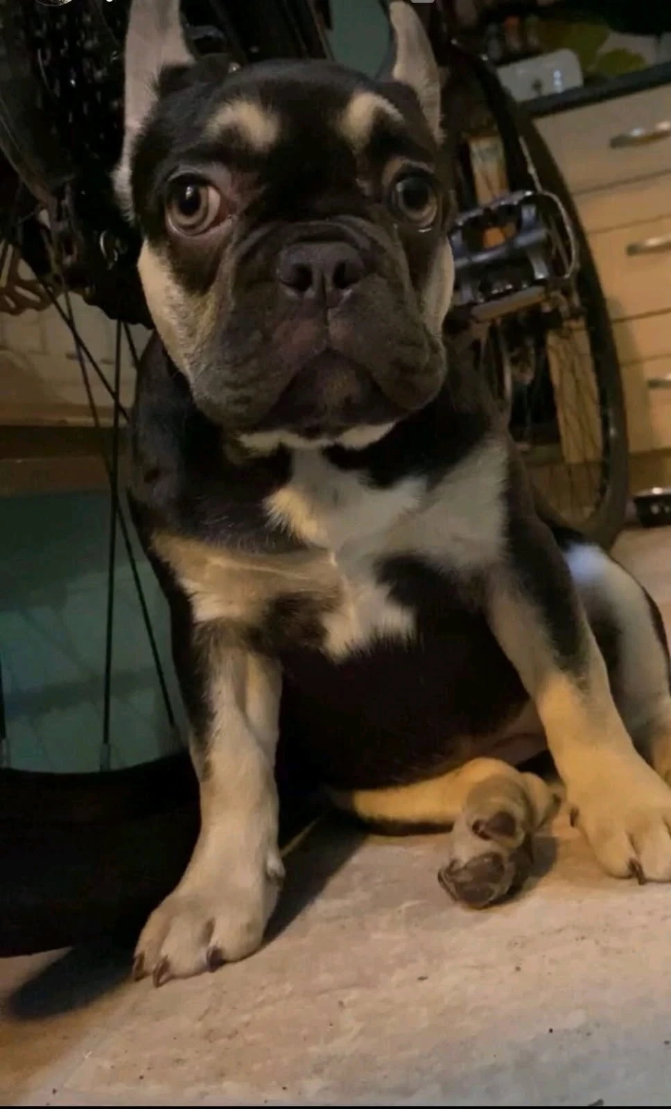 Khaleesi - Fairmead Close, Bromley