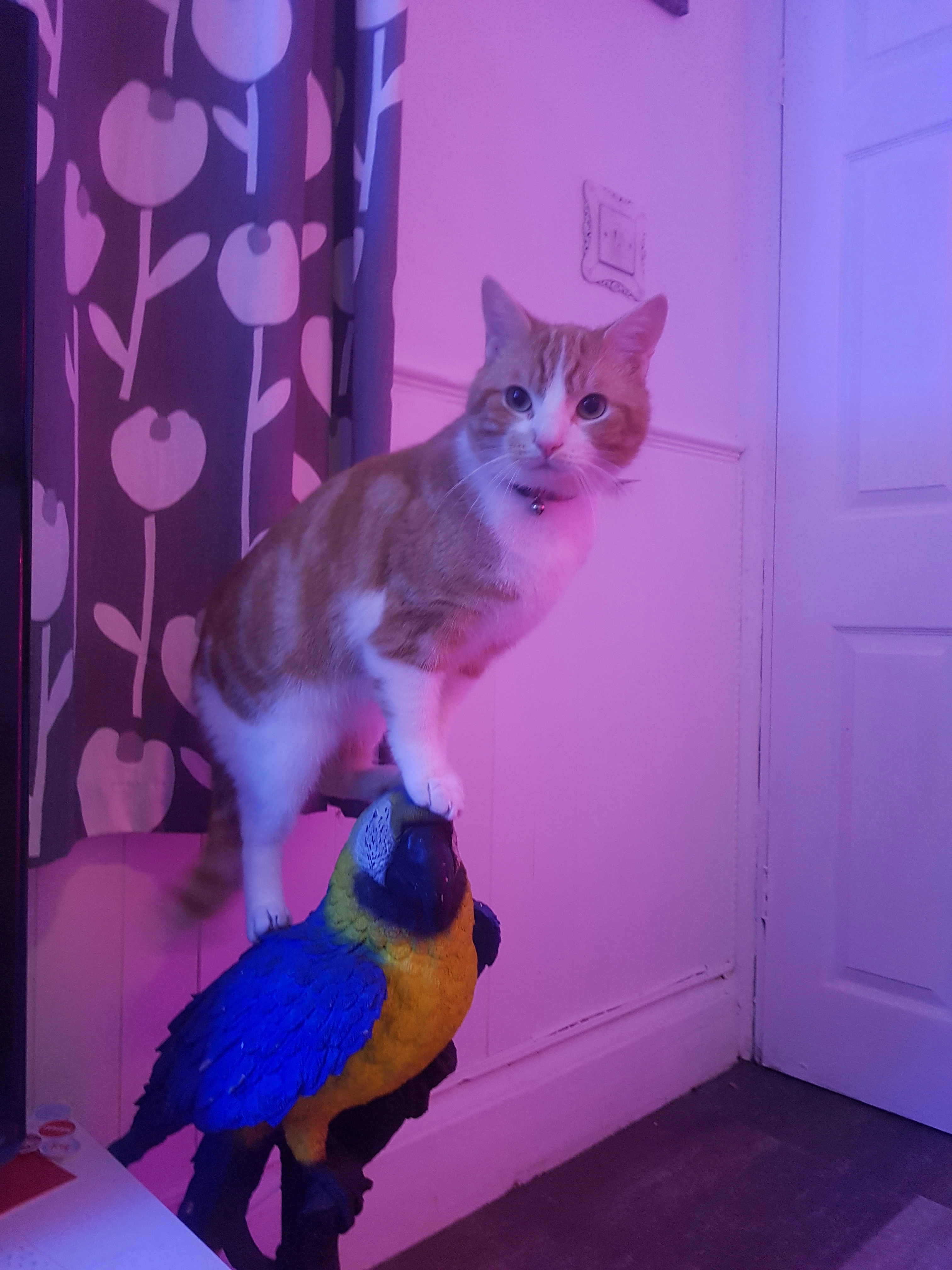 Cheeto - TR14 7, Camborne