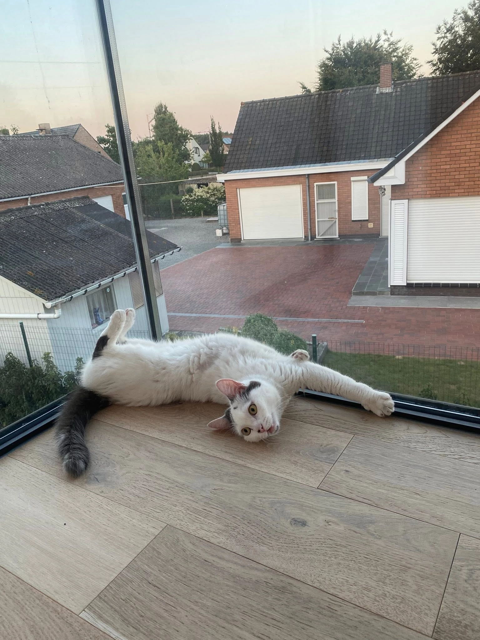 Maddy - Molendreef, Aalter