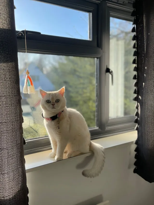 leo - GU1 2NZ, Guildford