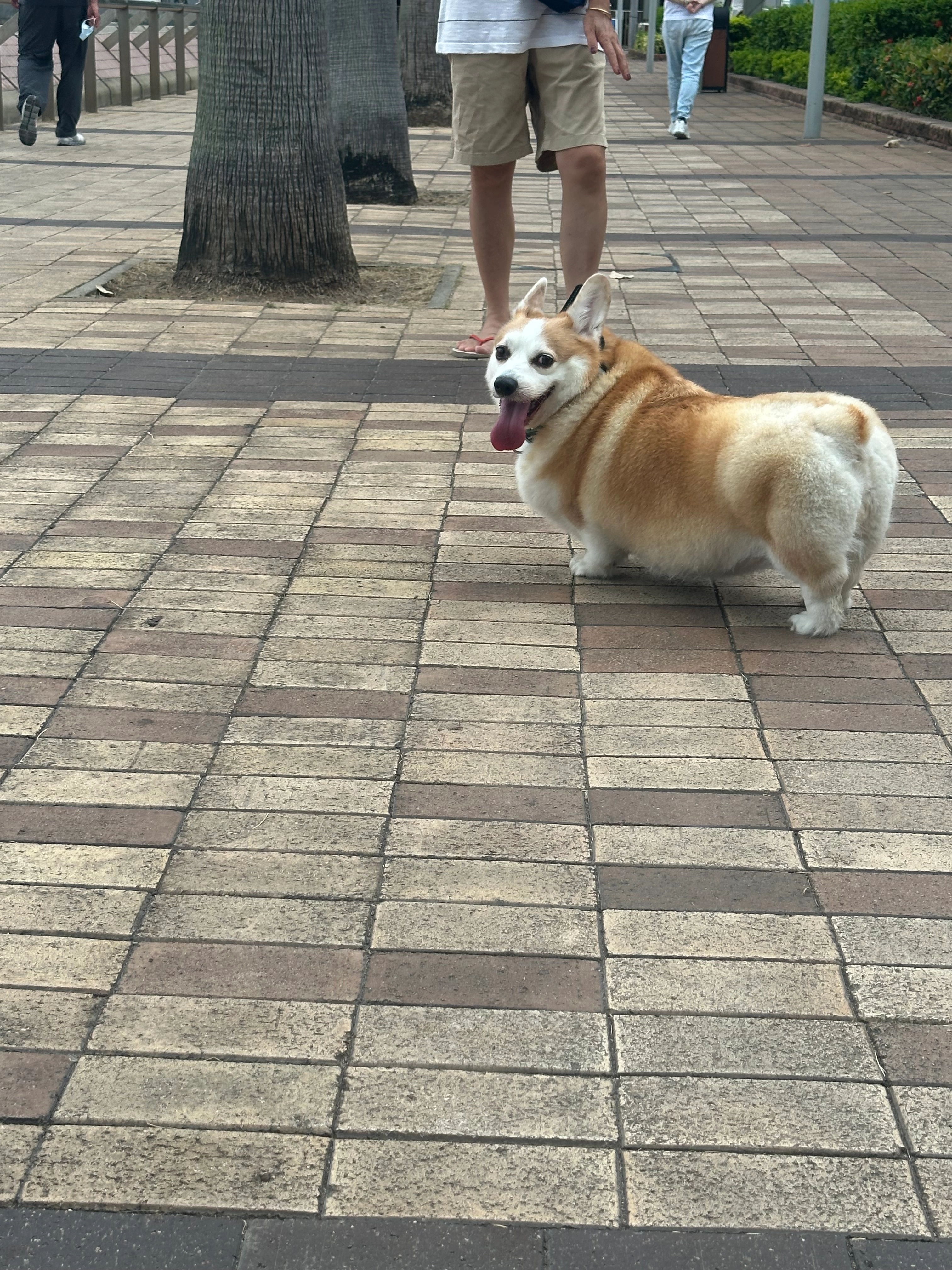 There’s lost dog - 